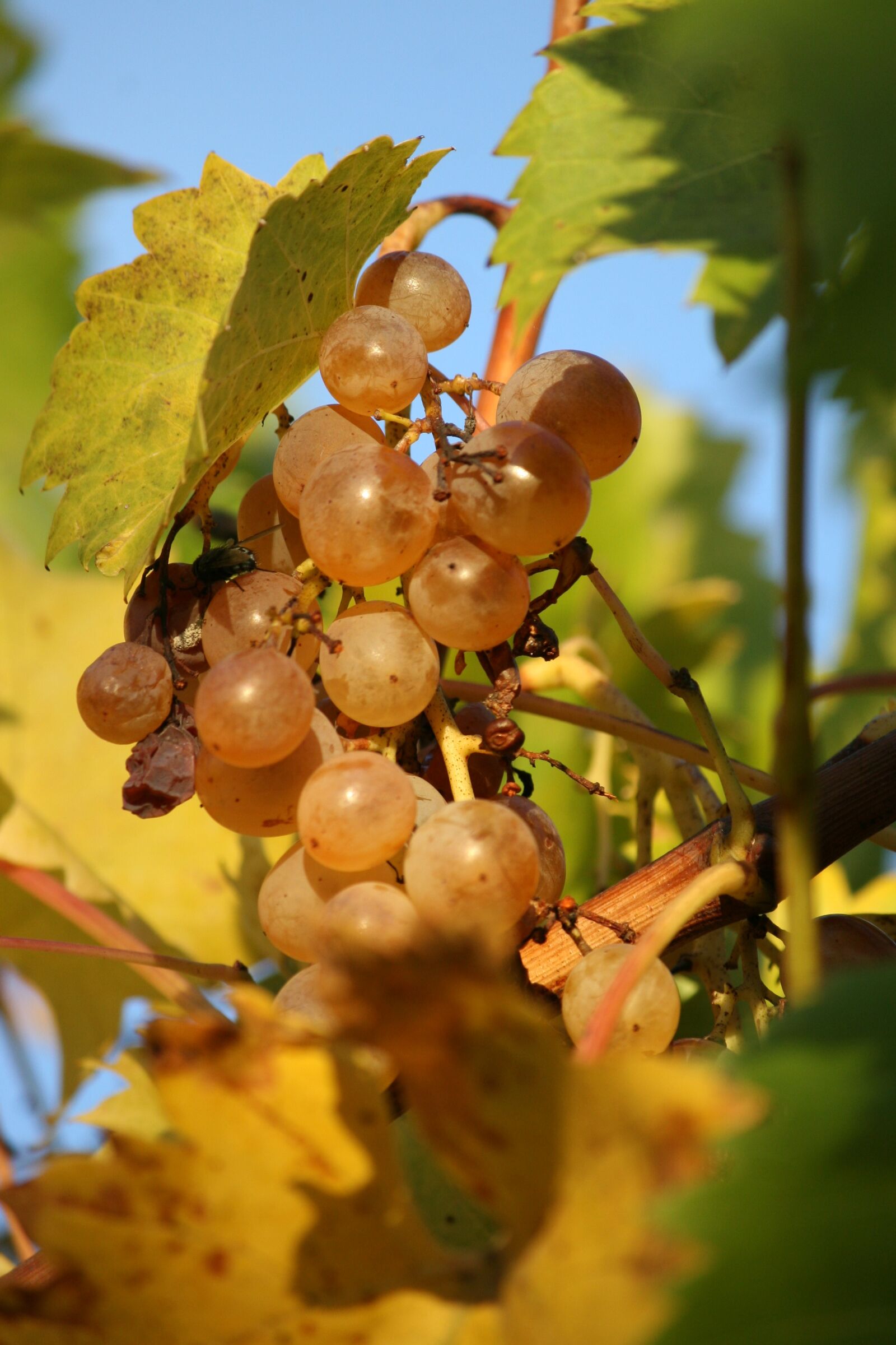 Canon EOS 30D sample photo. Food, grapes, acini photography