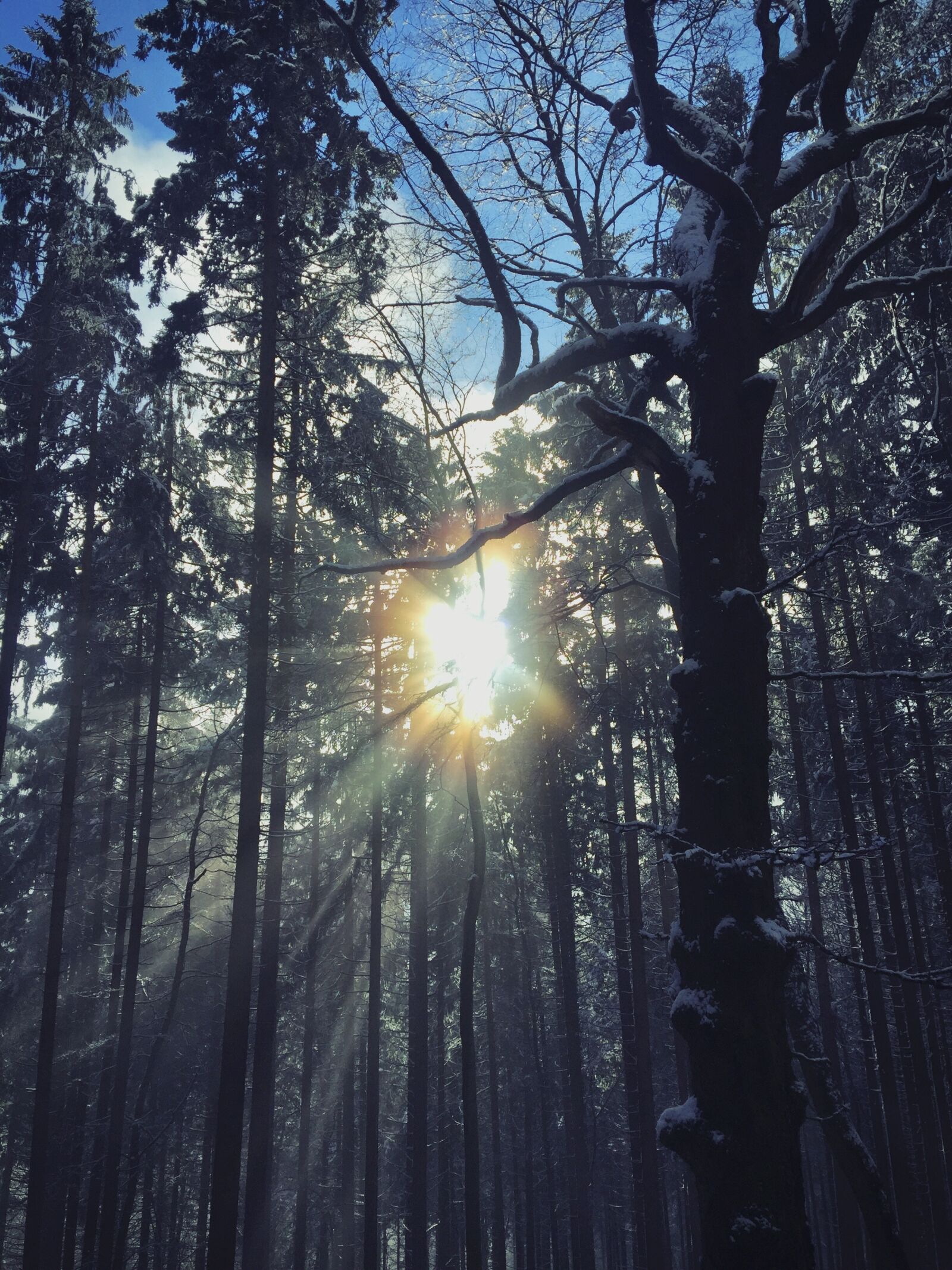 iPhone 6 Plus back camera 4.15mm f/2.2 sample photo. Wood, tree, nature photography