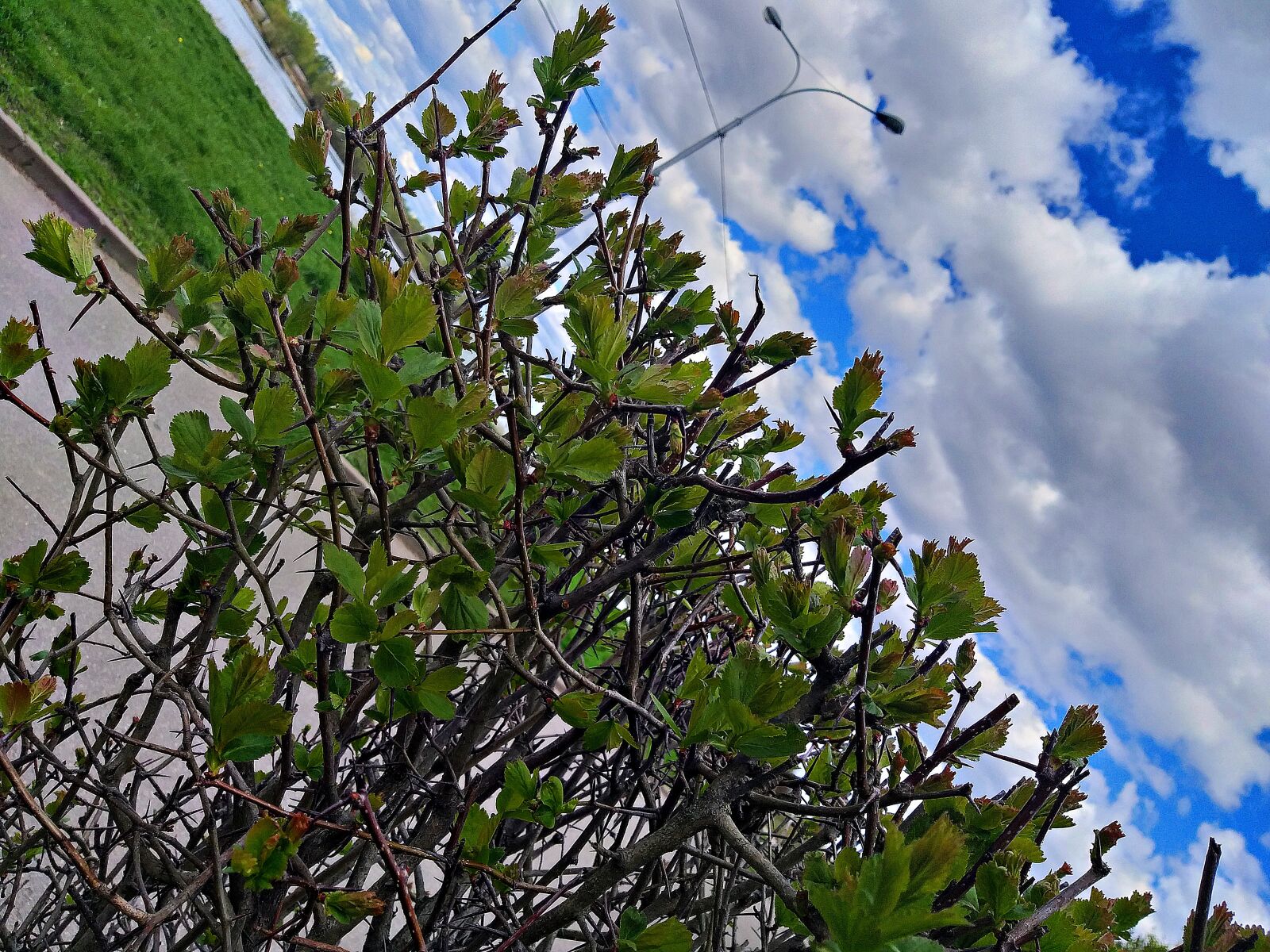 Samsung Galaxy J8 sample photo. Bush, cloud, clouds photography
