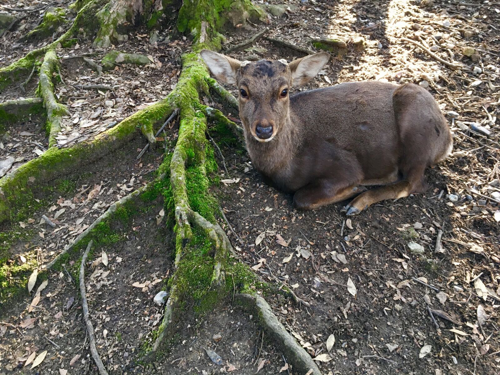 Apple iPhone 6s sample photo. Deer, root, green photography