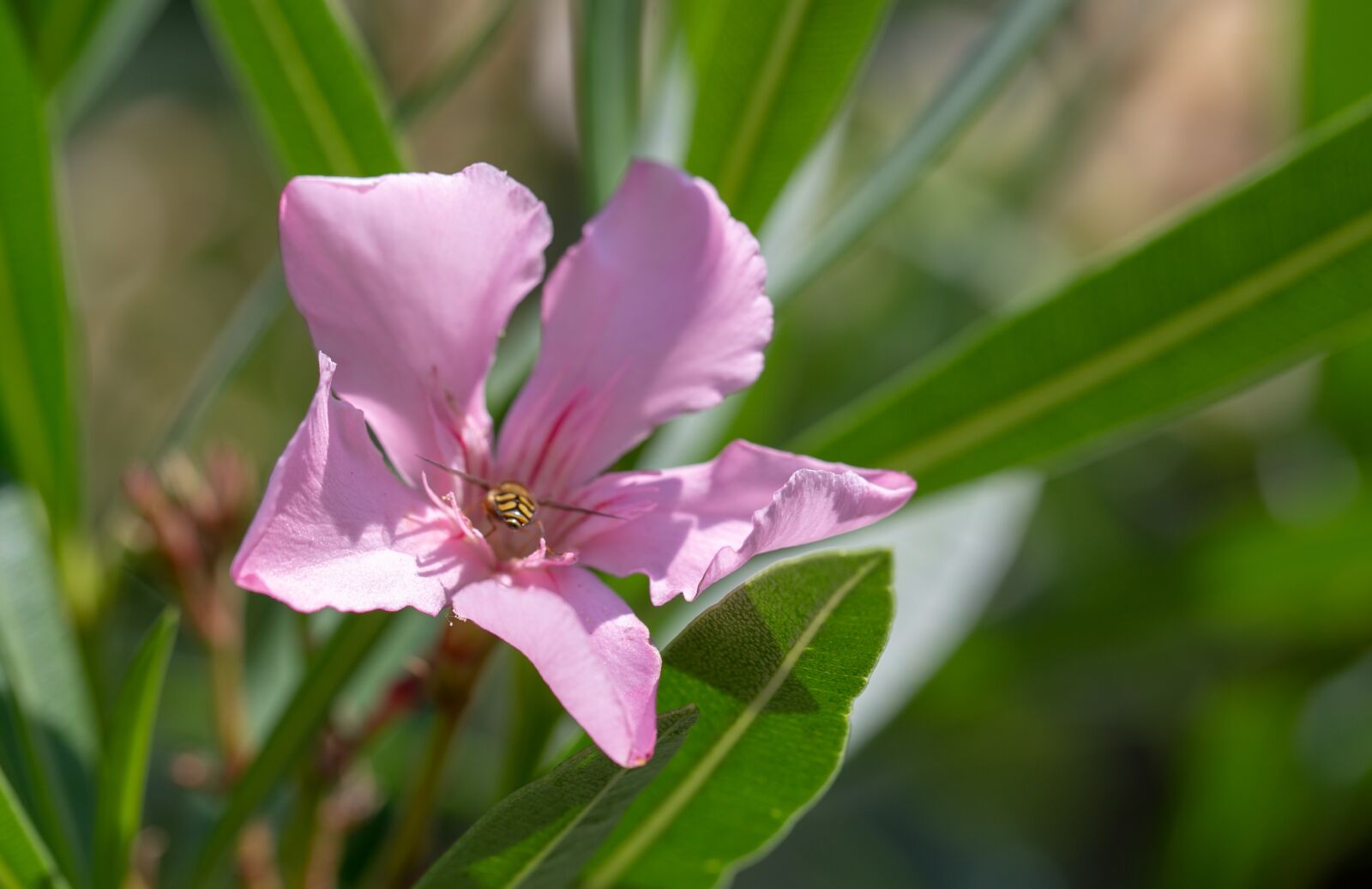 Canon EOS 6D + Canon EF 100mm F2.8L Macro IS USM sample photo. Oleander, flowers, blossom photography