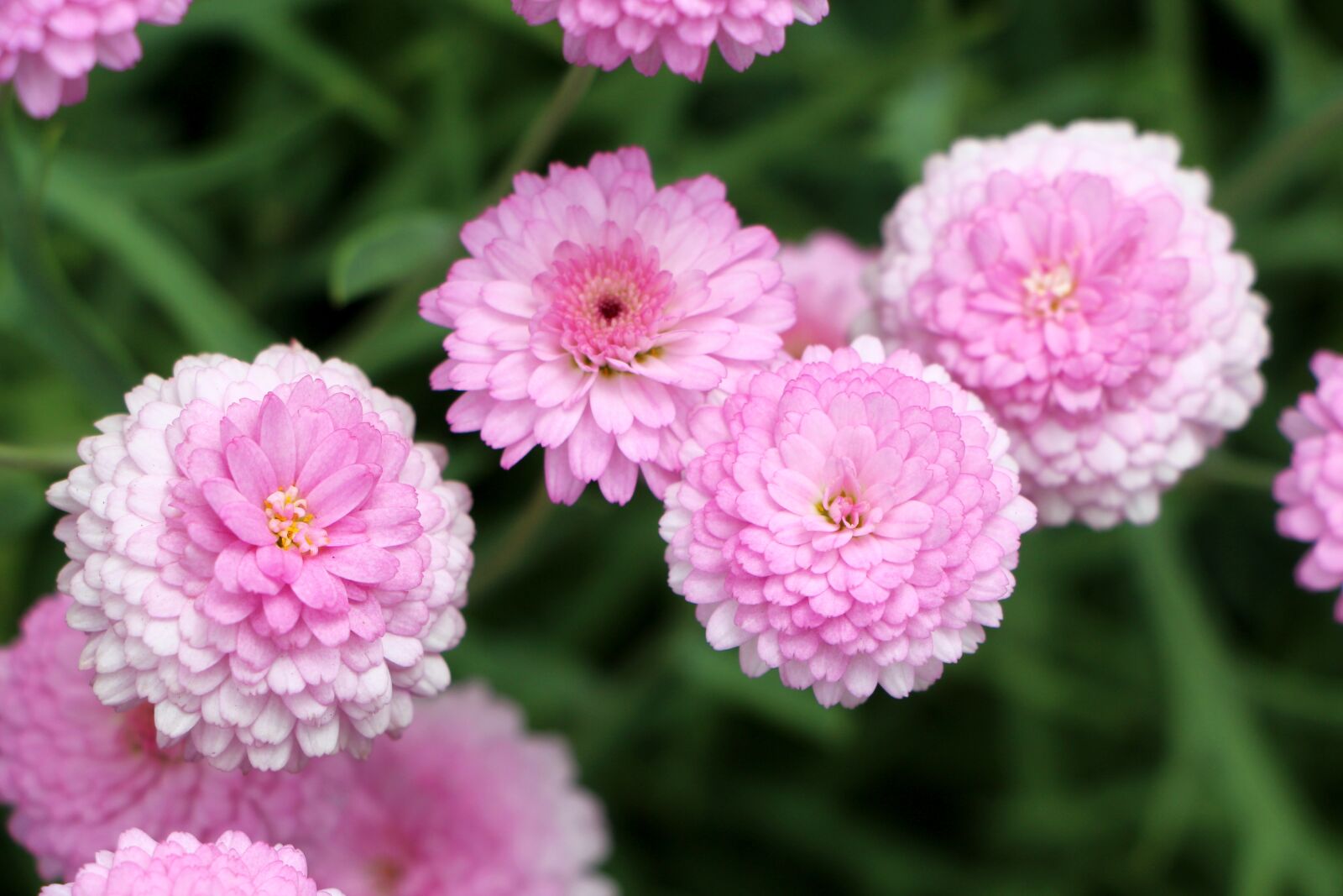 Canon EOS 650D (EOS Rebel T4i / EOS Kiss X6i) sample photo. Chrysanthemum, daisy, plants photography