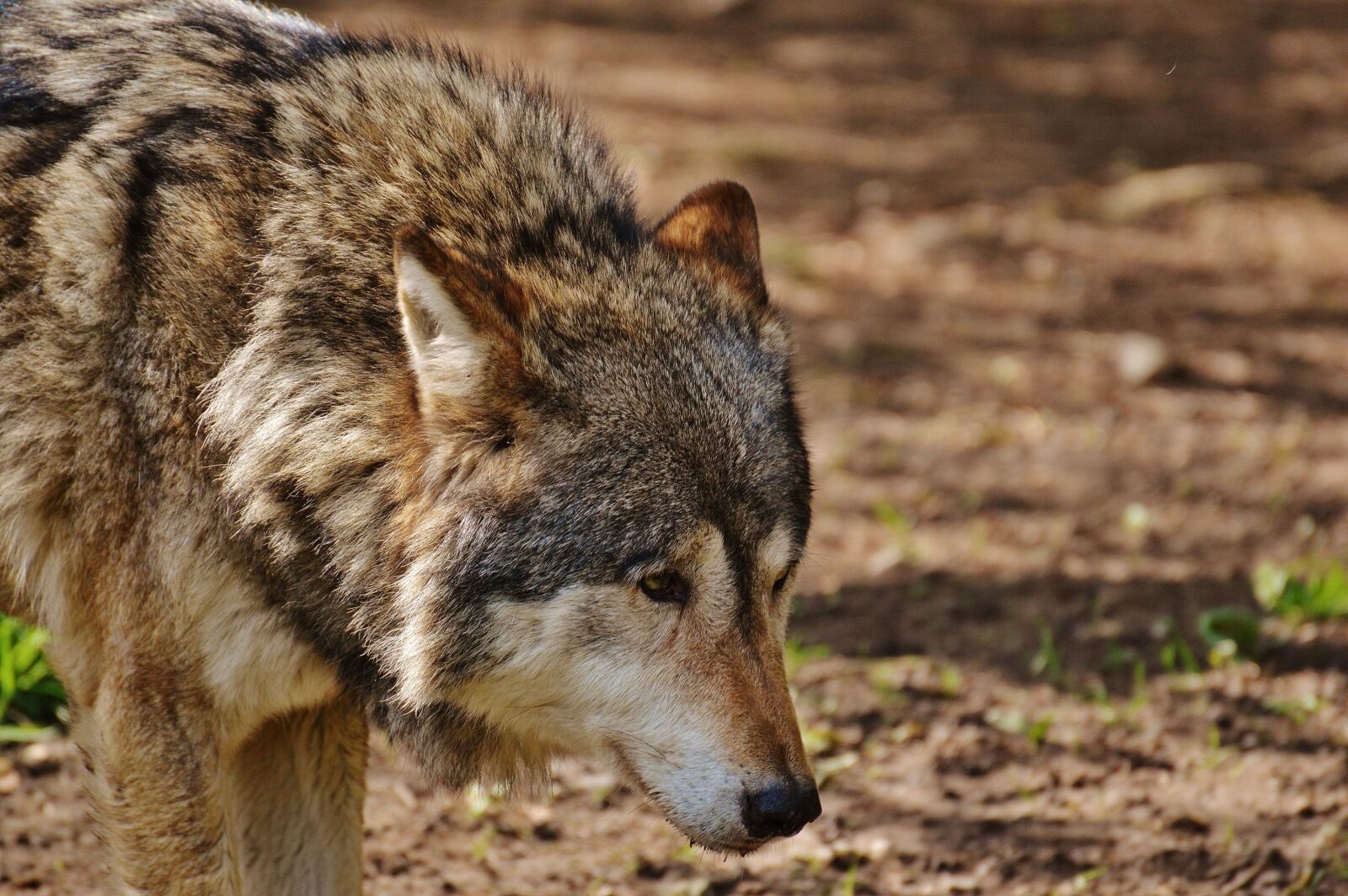 Nikon D3200 sample photo. Wolf, wild animal, predator photography