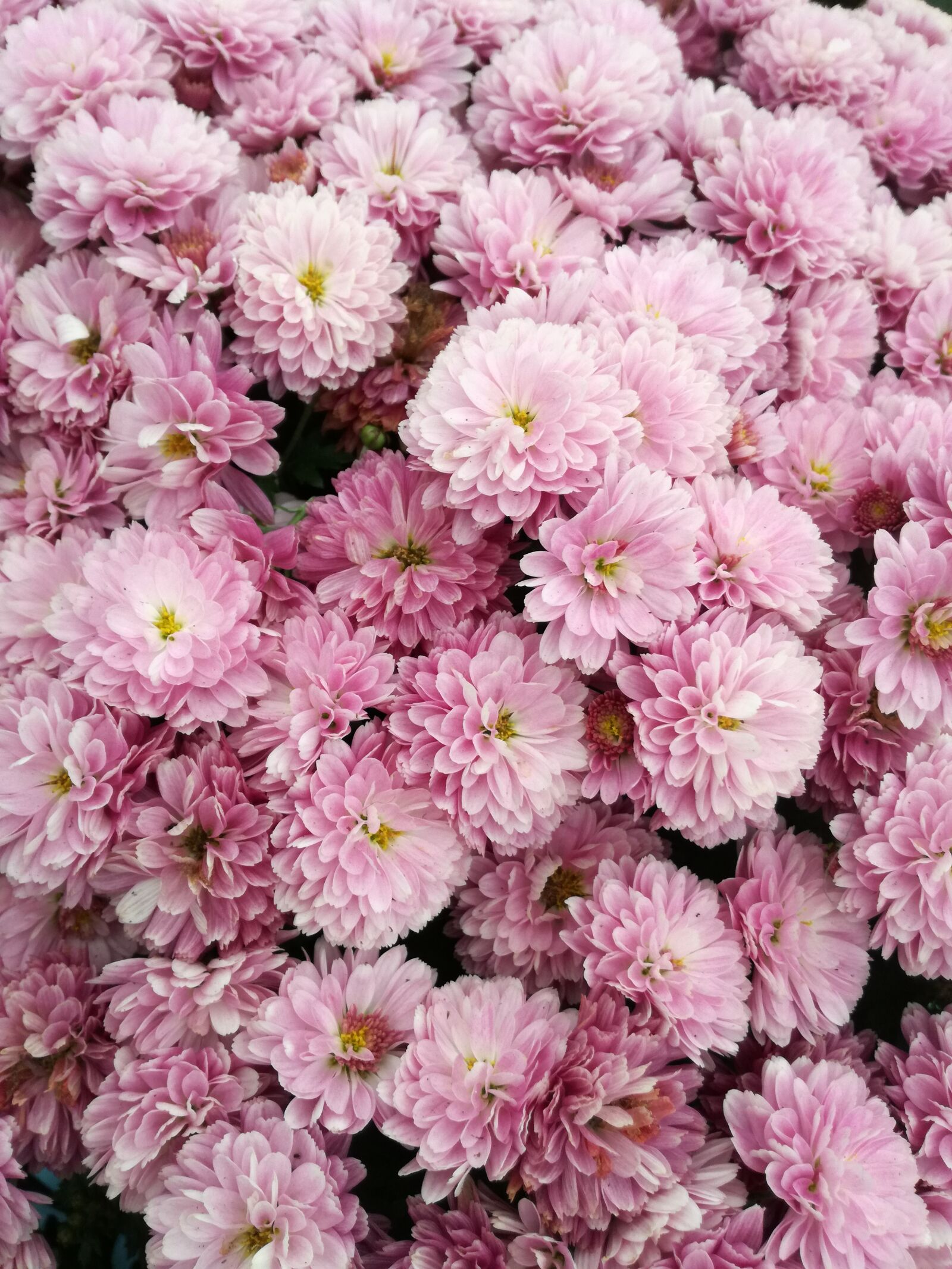 HUAWEI P9 LITE sample photo. Pink, pink flowers, pretty photography