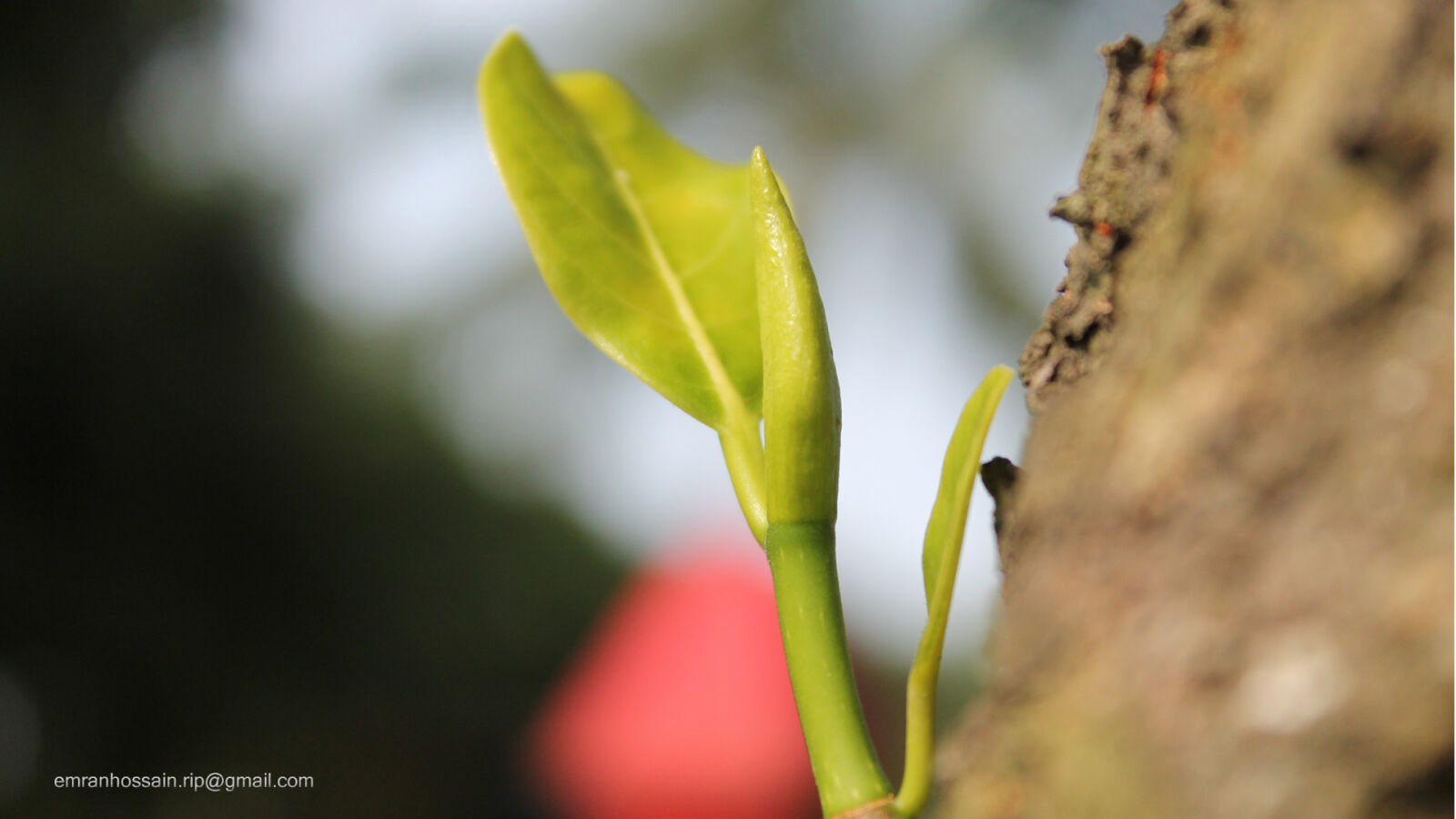 Canon EOS 1100D (EOS Rebel T3 / EOS Kiss X50) sample photo. Nature, nice, wallpaper photography