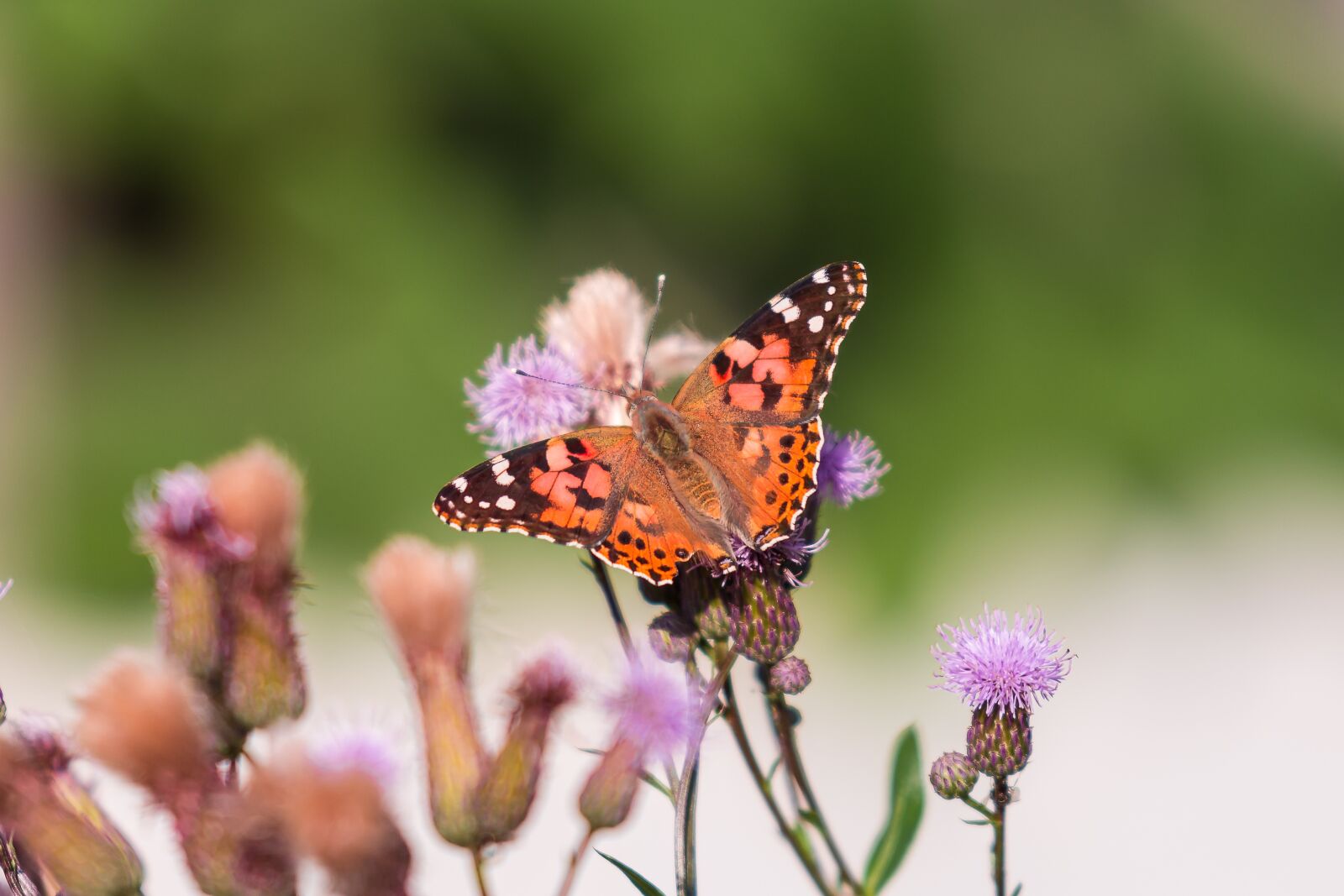 Nikon D7200 sample photo. Butterfly, nature, insect photography