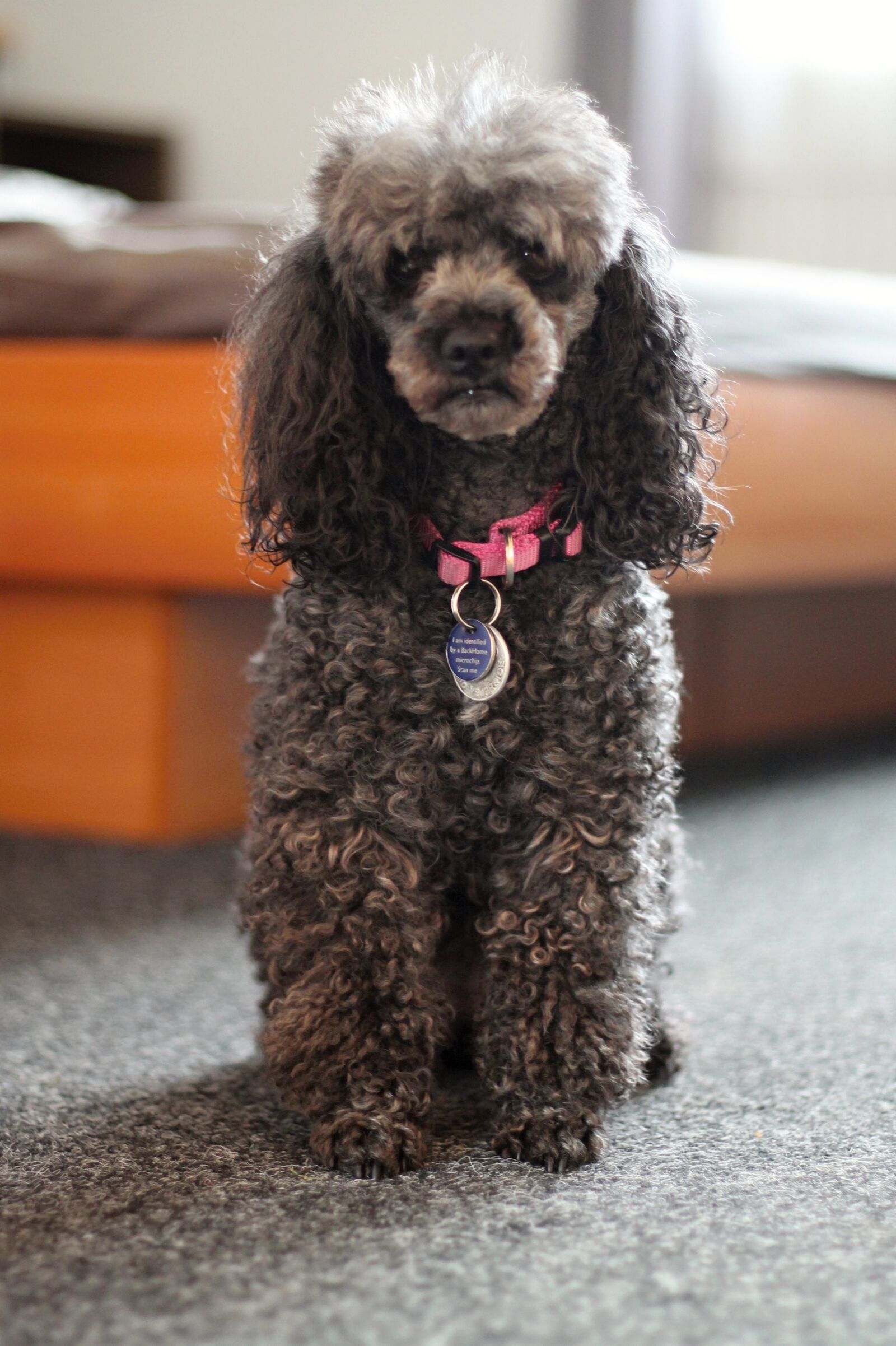 Canon EOS 1100D (EOS Rebel T3 / EOS Kiss X50) + Canon EF 50mm F1.8 II sample photo. Poodle, miniature poodle, curls photography