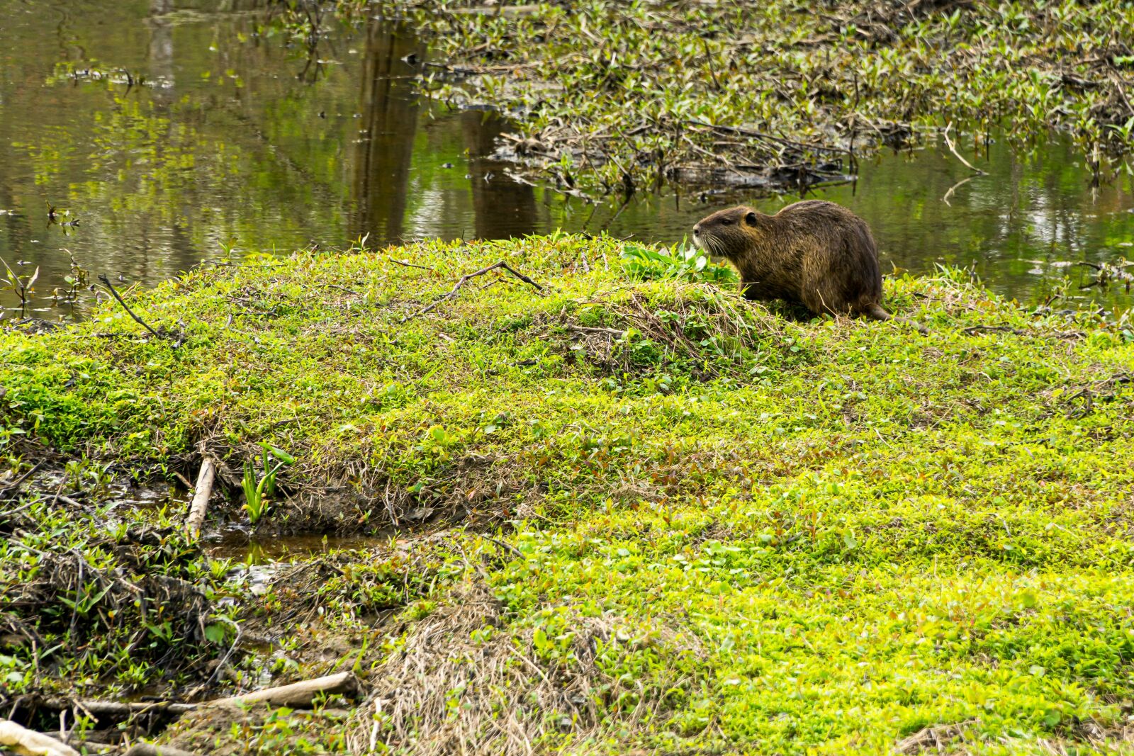 Sony a6000 sample photo. Nutria grazing, rodent, marsh photography