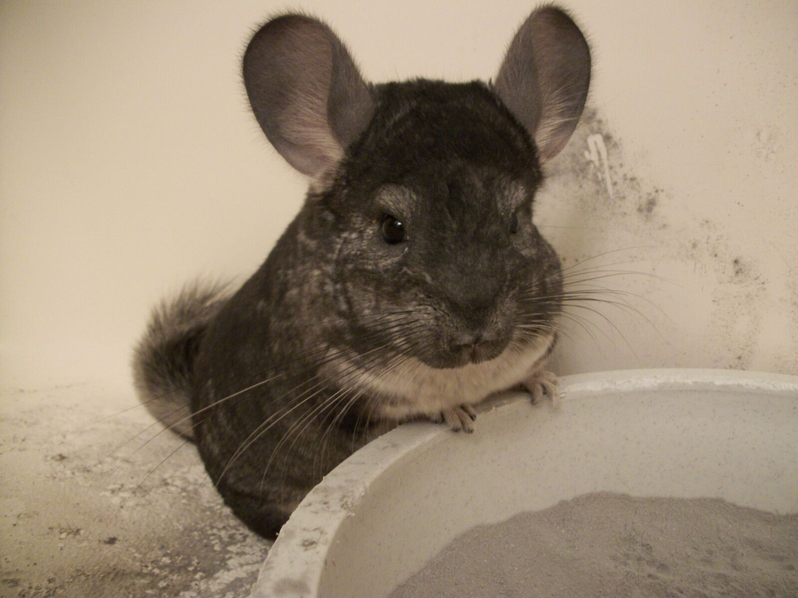 Kodak EASYSHARE C182 DIGITAL CAMERA sample photo. Chinchilla, grey, gray photography