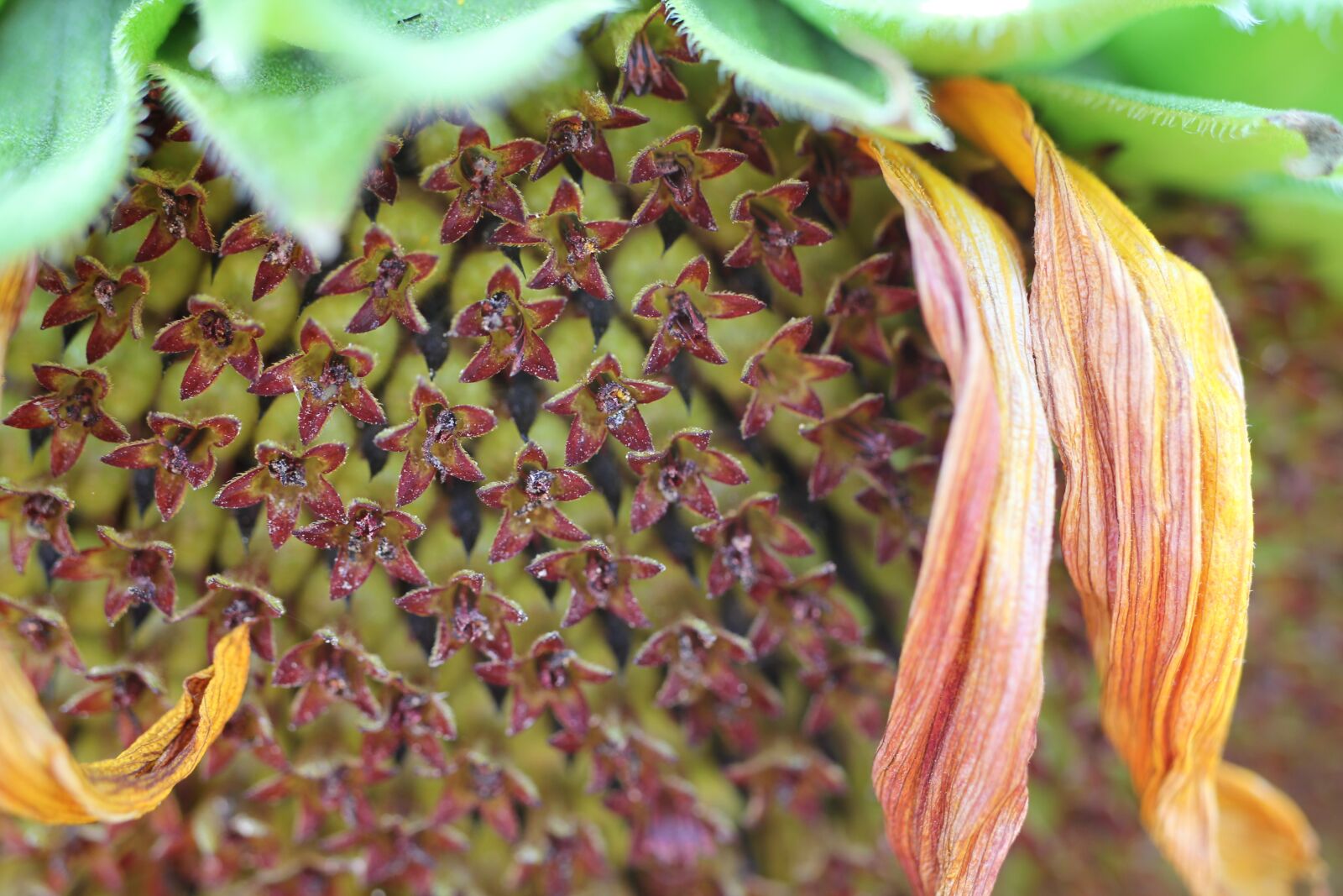 Canon EOS 550D (EOS Rebel T2i / EOS Kiss X4) sample photo. Sunflower, summer, petals photography