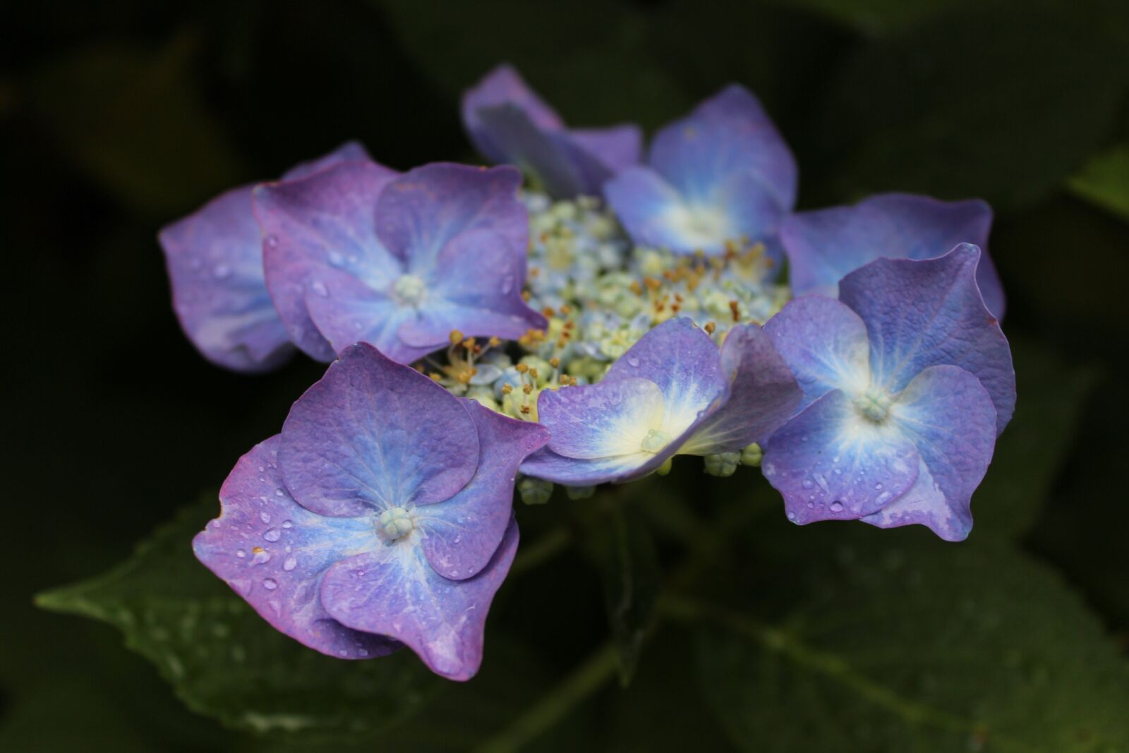 Canon EOS 600D (Rebel EOS T3i / EOS Kiss X5) sample photo. Flowers, hydrangea, purple photography