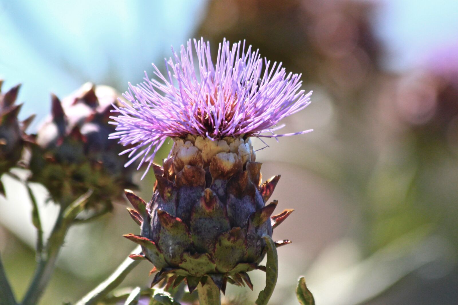 Canon EOS 500D (EOS Rebel T1i / EOS Kiss X3) sample photo. Nature, flora, flower photography