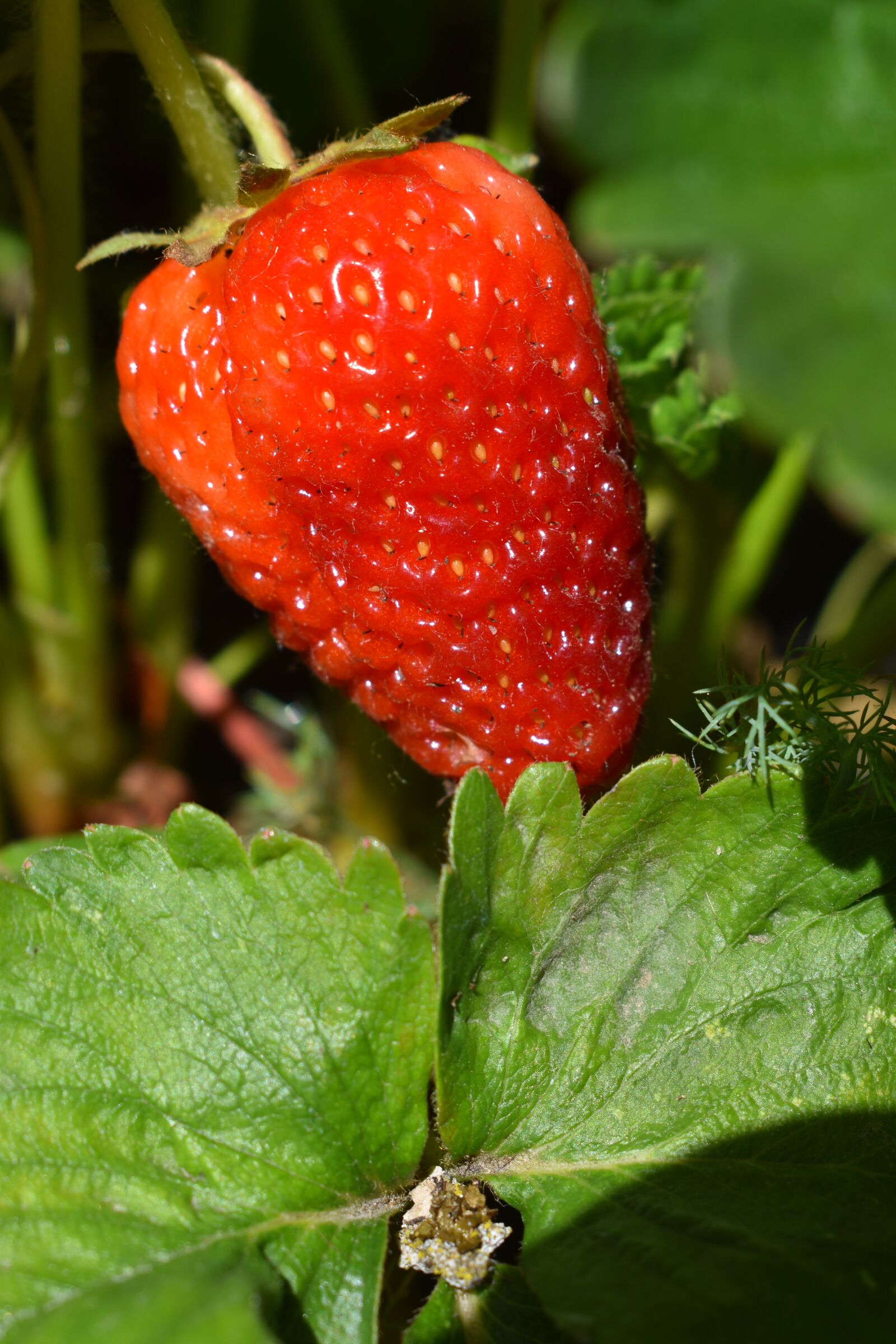 Nikon D3500 sample photo. Strawberry, spring, blooming photography
