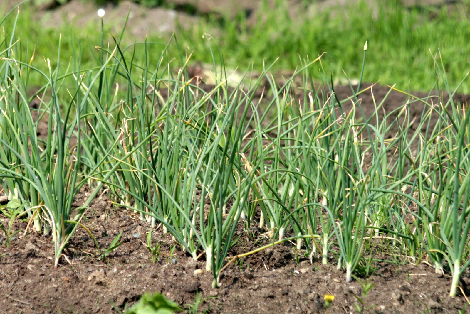 Canon EOS 650D (EOS Rebel T4i / EOS Kiss X6i) sample photo. Garlic, vegetable, vegetable garden photography