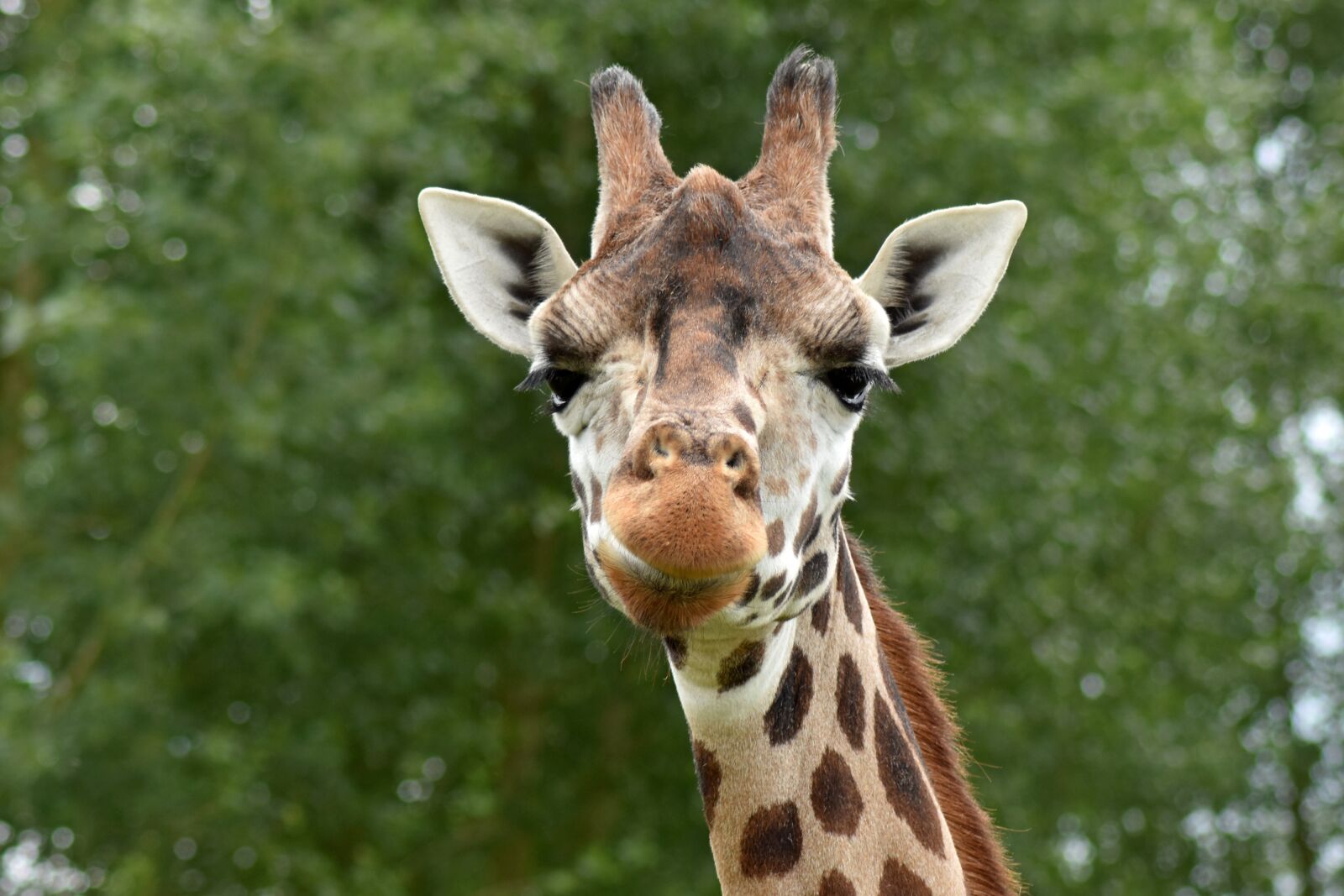 Nikon D7200 sample photo. Giraffe, animal, safari photography