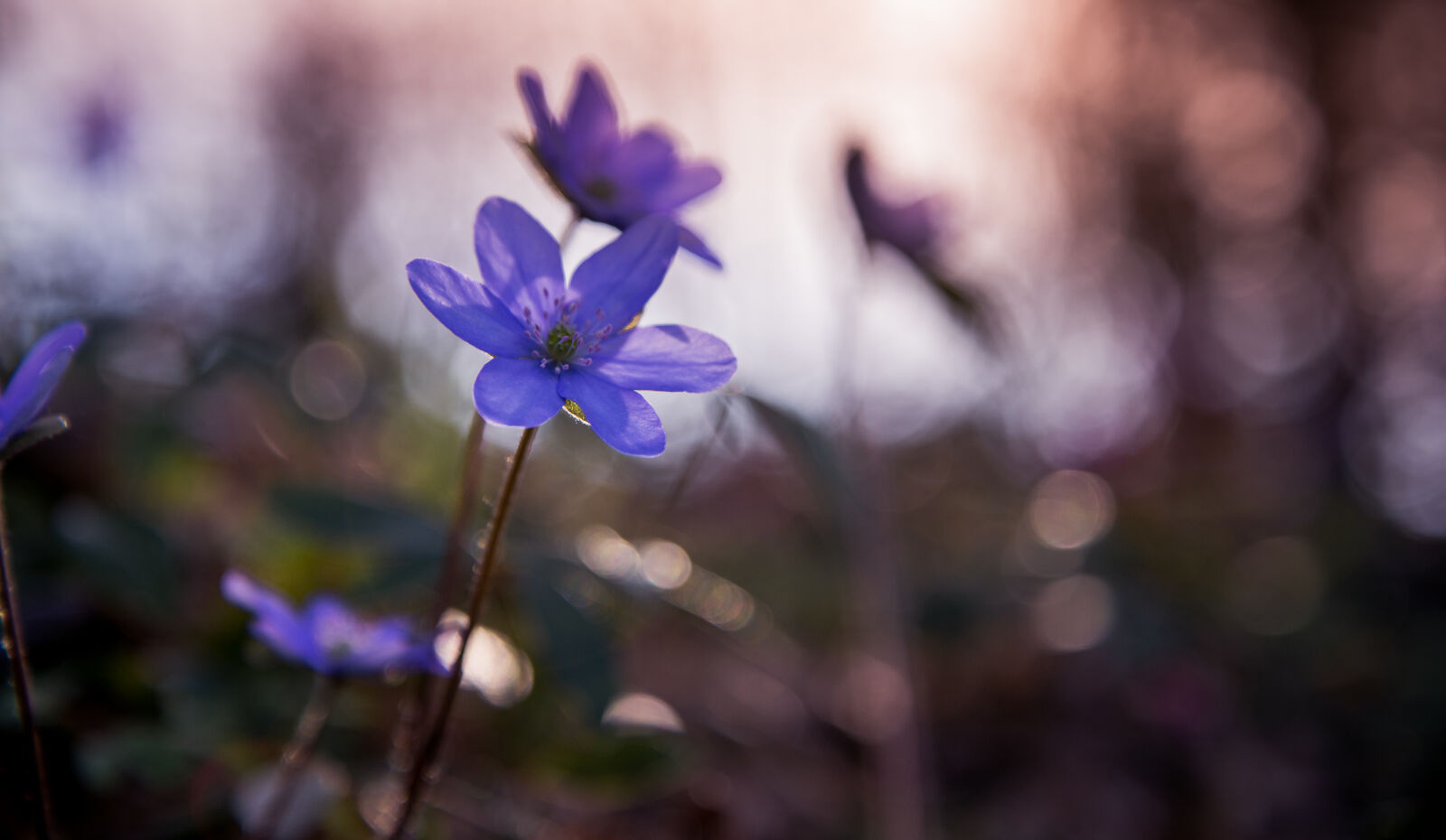 Nikon D610 sample photo. Beautiful, blossom, closeup, colors photography