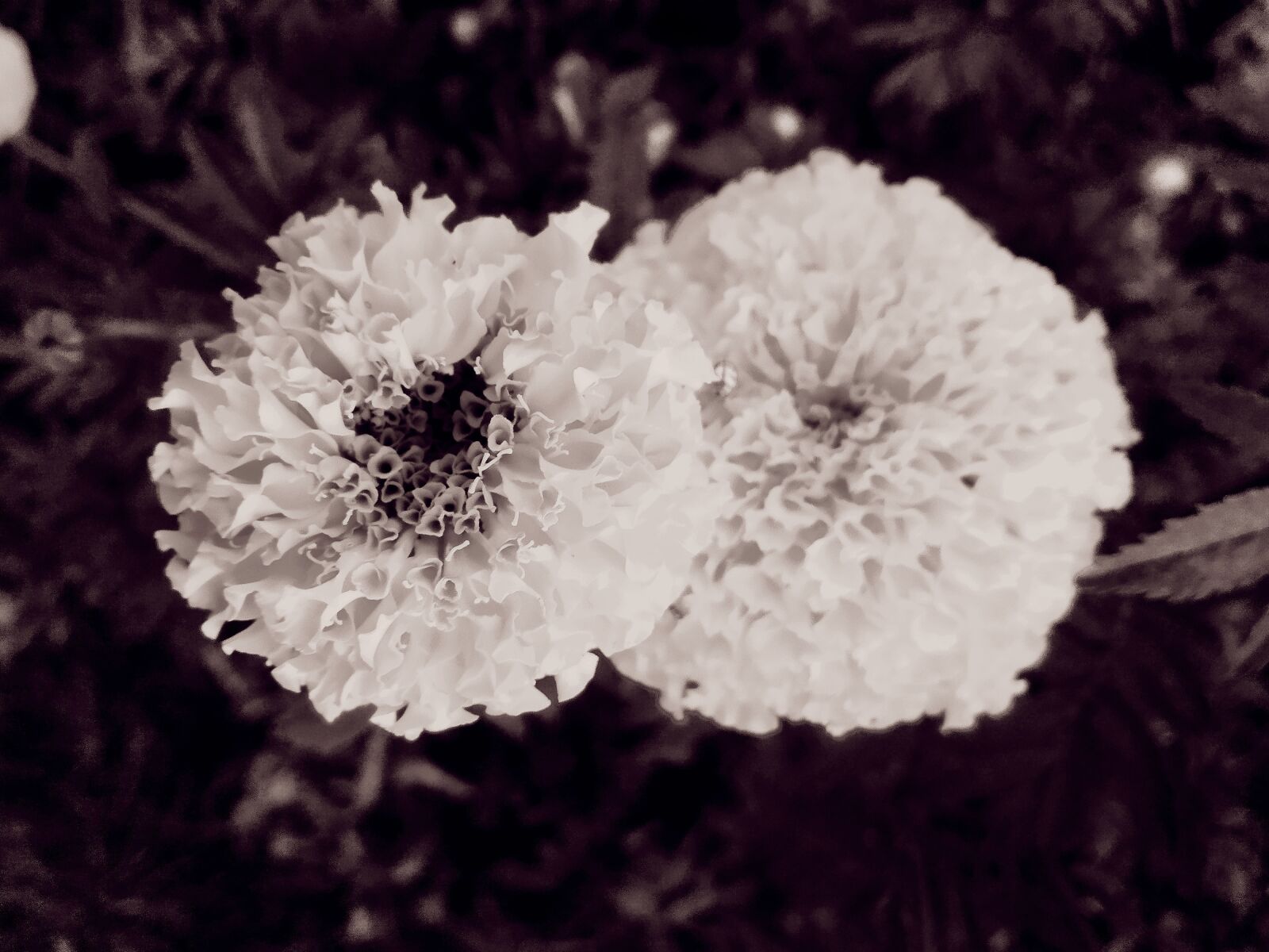 Xiaomi Redmi Y2 sample photo. White background, beautiful flower photography