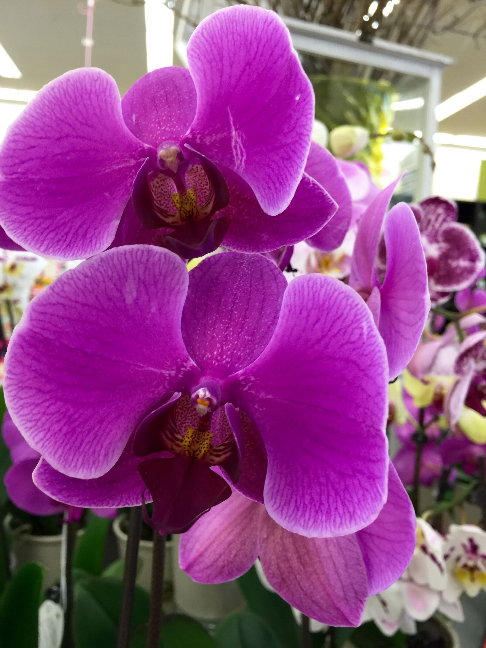 iPhone 6 Plus back camera 4.15mm f/2.2 sample photo. Exotic, floral, flower, macro photography