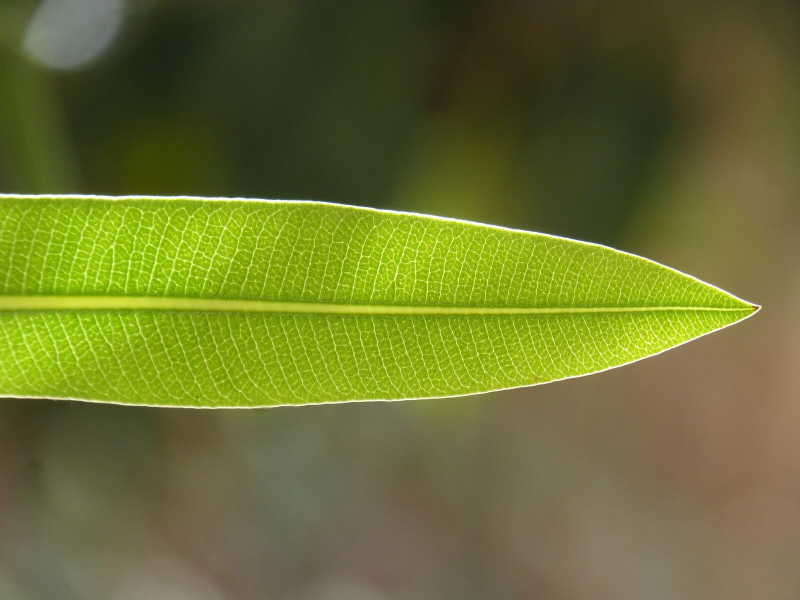 Panasonic DMC-FZ62 sample photo. Leaf, plant, nature photography