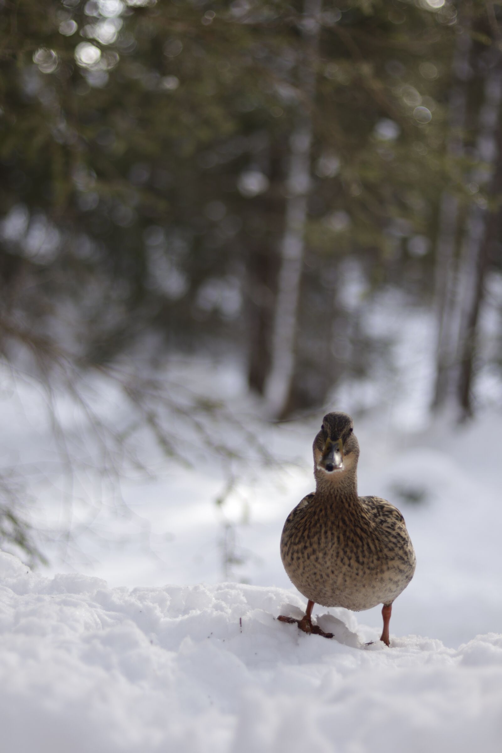 Canon EOS M50 (EOS Kiss M) + Canon EF 50mm F1.8 STM sample photo. Duck, snow, cold photography