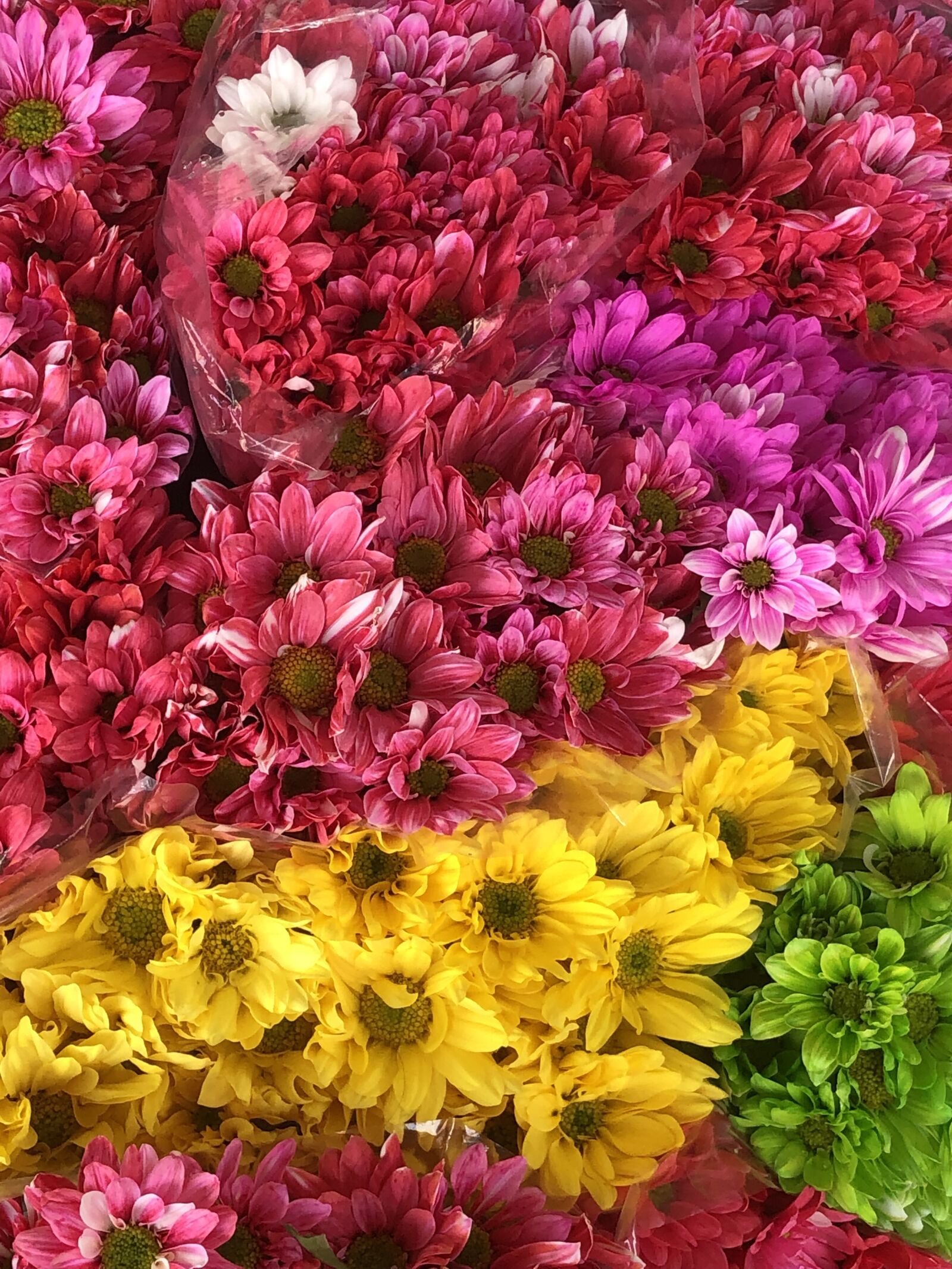iPhone X back dual camera 4mm f/1.8 sample photo. Spring, flowers, pink photography