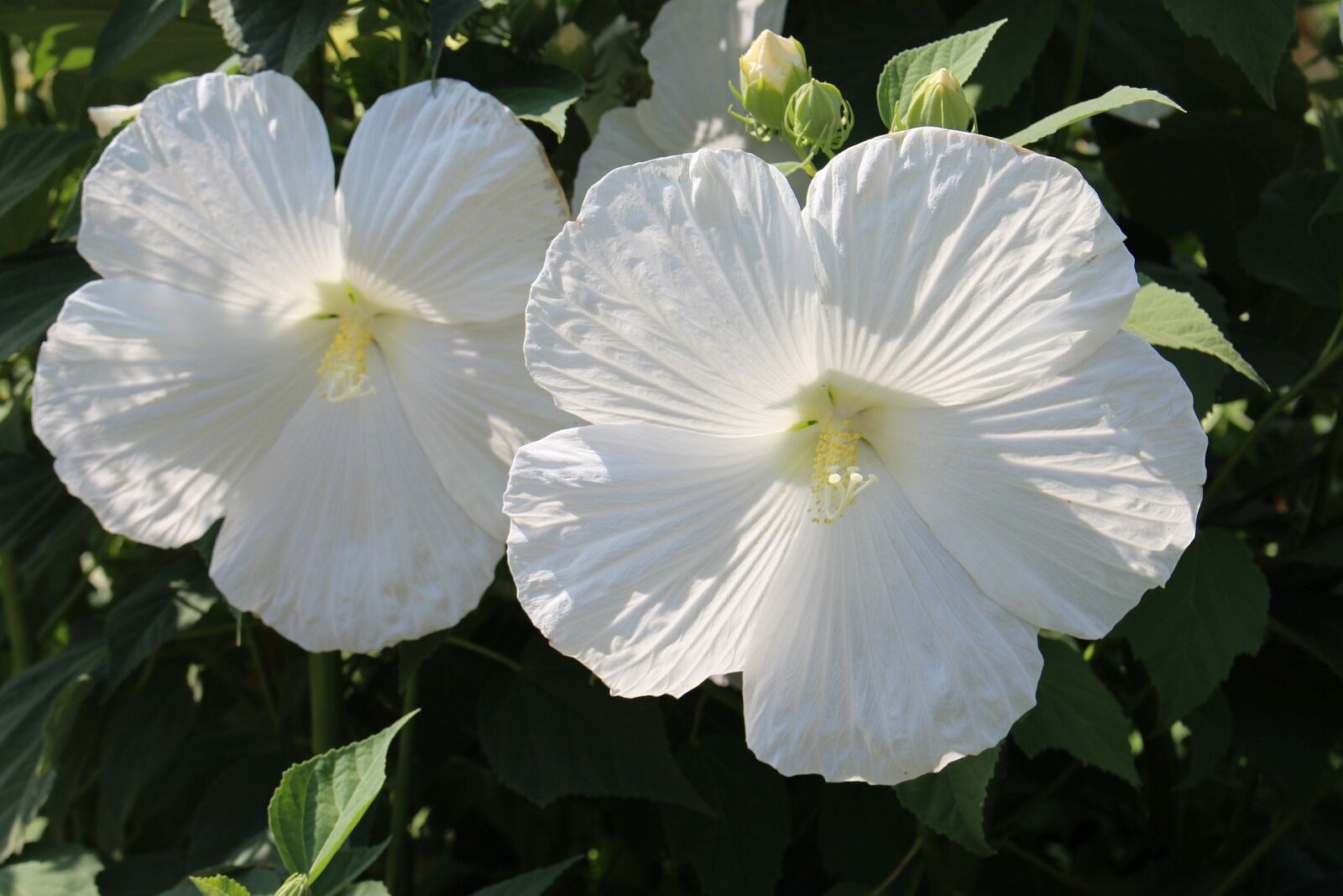 Canon EOS 700D (EOS Rebel T5i / EOS Kiss X7i) sample photo. Flora, plants, flowers photography