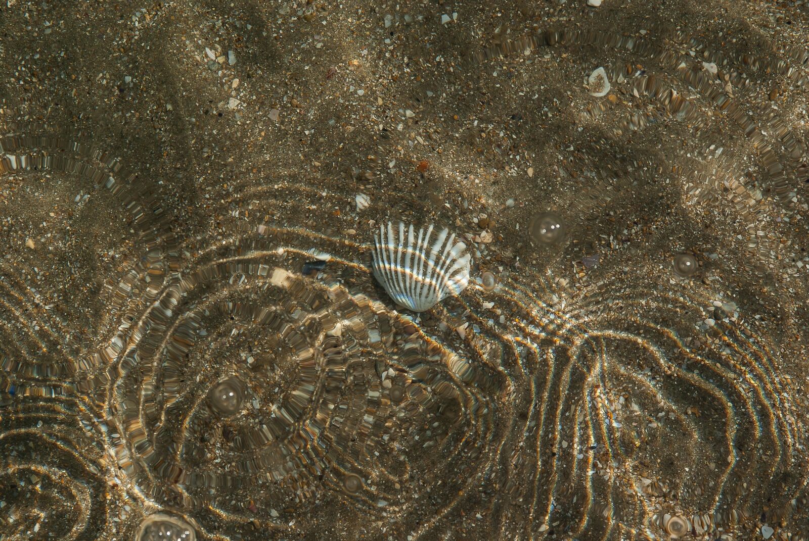 Pentax K10D sample photo. Sea, sand, shell photography