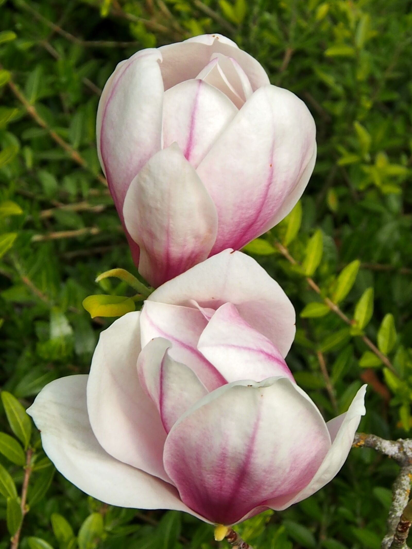 OLYMPUS M.12-50mm F3.5-6.3 sample photo. Magnolia, flower, plant photography