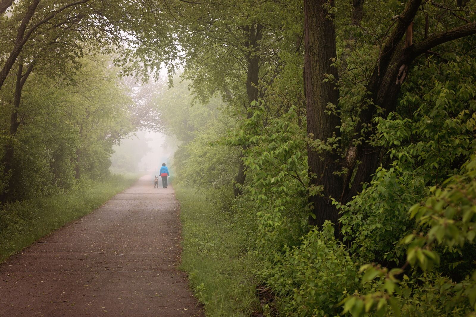 Nikon D810 sample photo. Trail, woods, fog photography