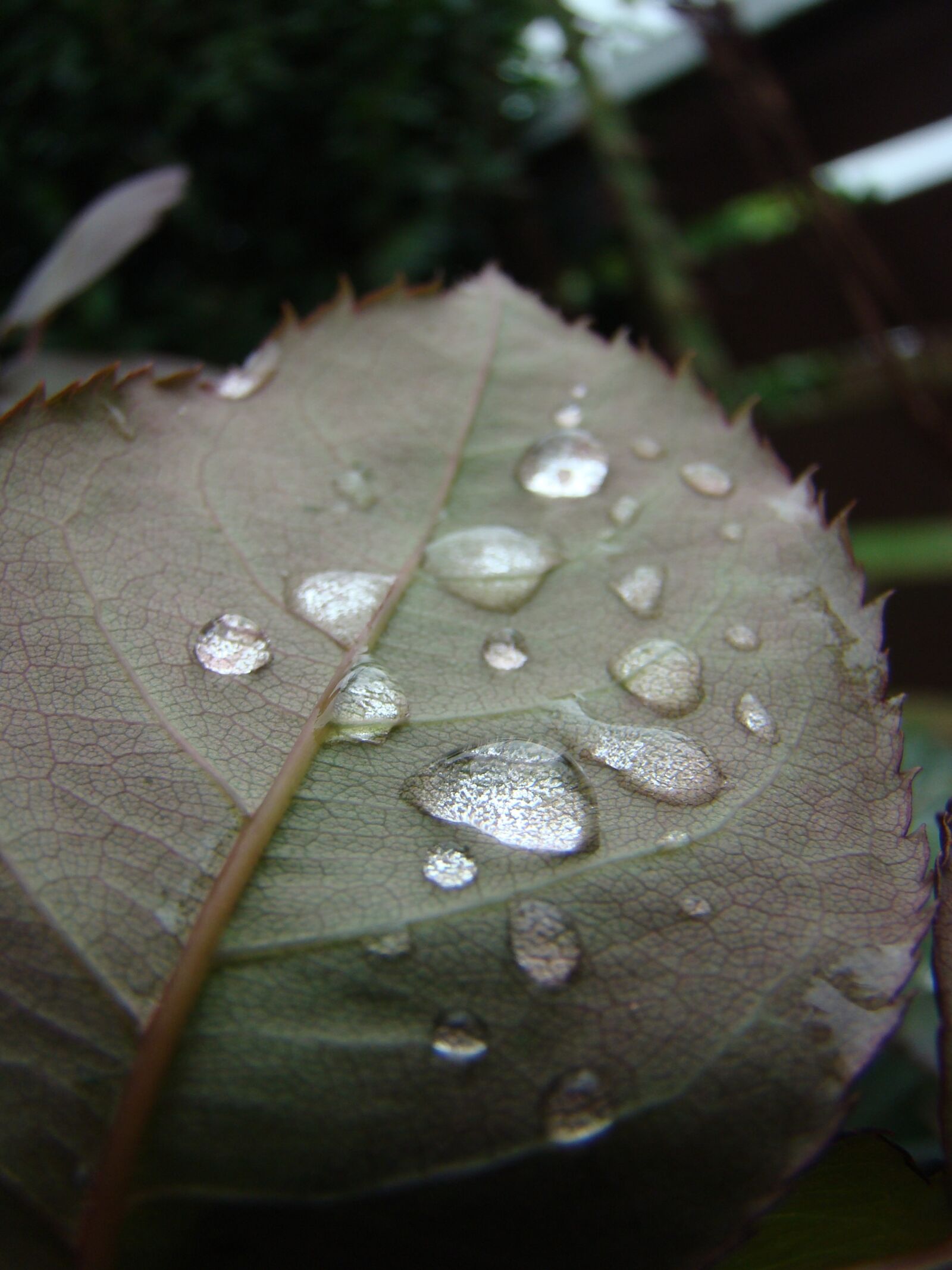 Sony DSC-H7 sample photo. Water, droplets, leaf photography