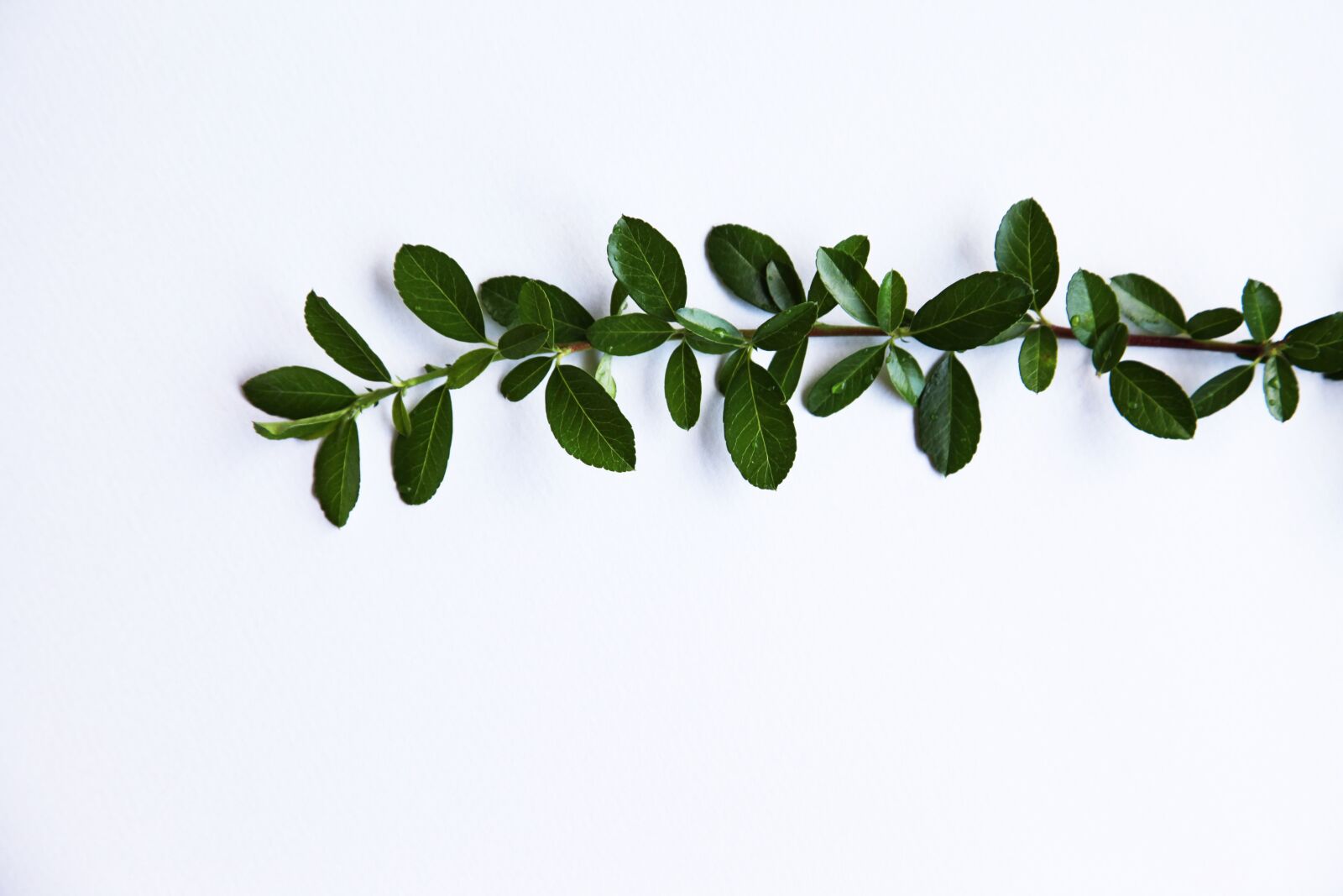 Canon EOS 5D Mark II sample photo. Branch, twig, with photography