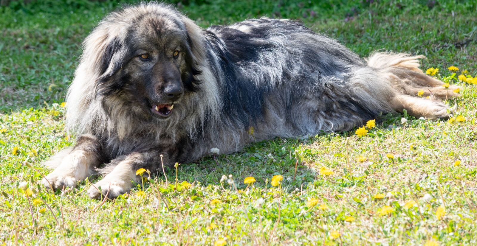 Nikon D3300 sample photo. Dog, animal, cute photography