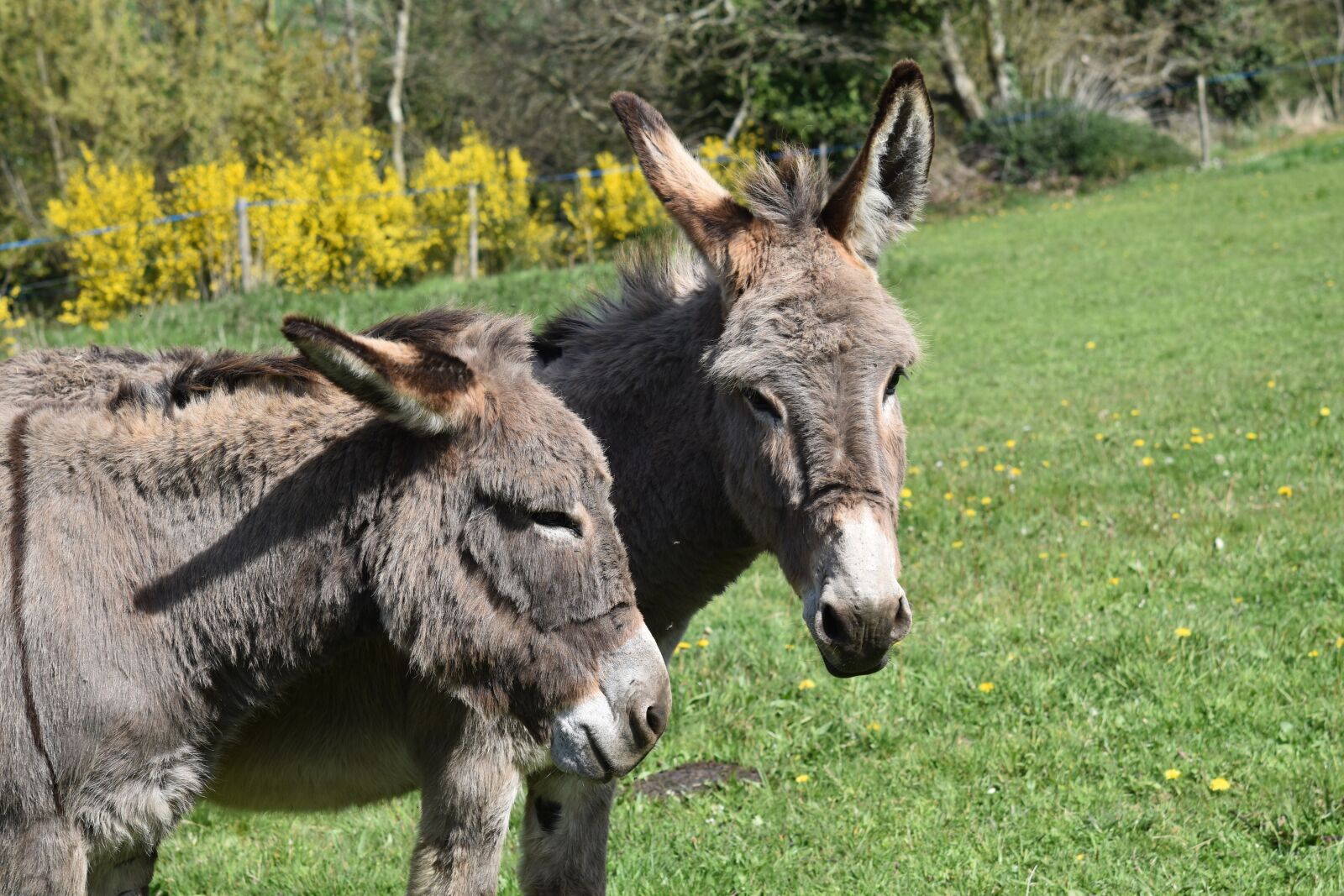 Nikon D5600 sample photo. Donkeys grey, donkey of photography