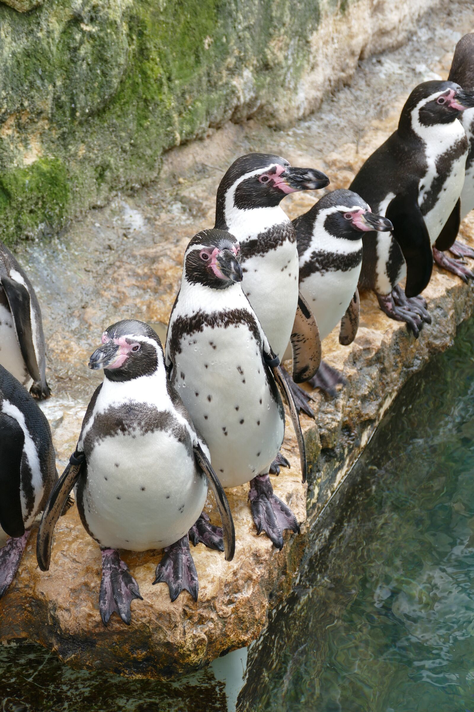 Panasonic Lumix DMC-FZ1000 sample photo. Humboldt penguins, bioparc, gifted photography
