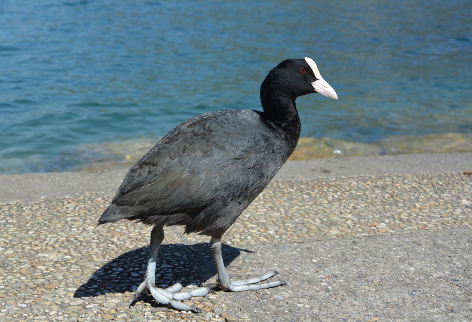 Nikon D5200 sample photo. Moorhen, water bird, water photography