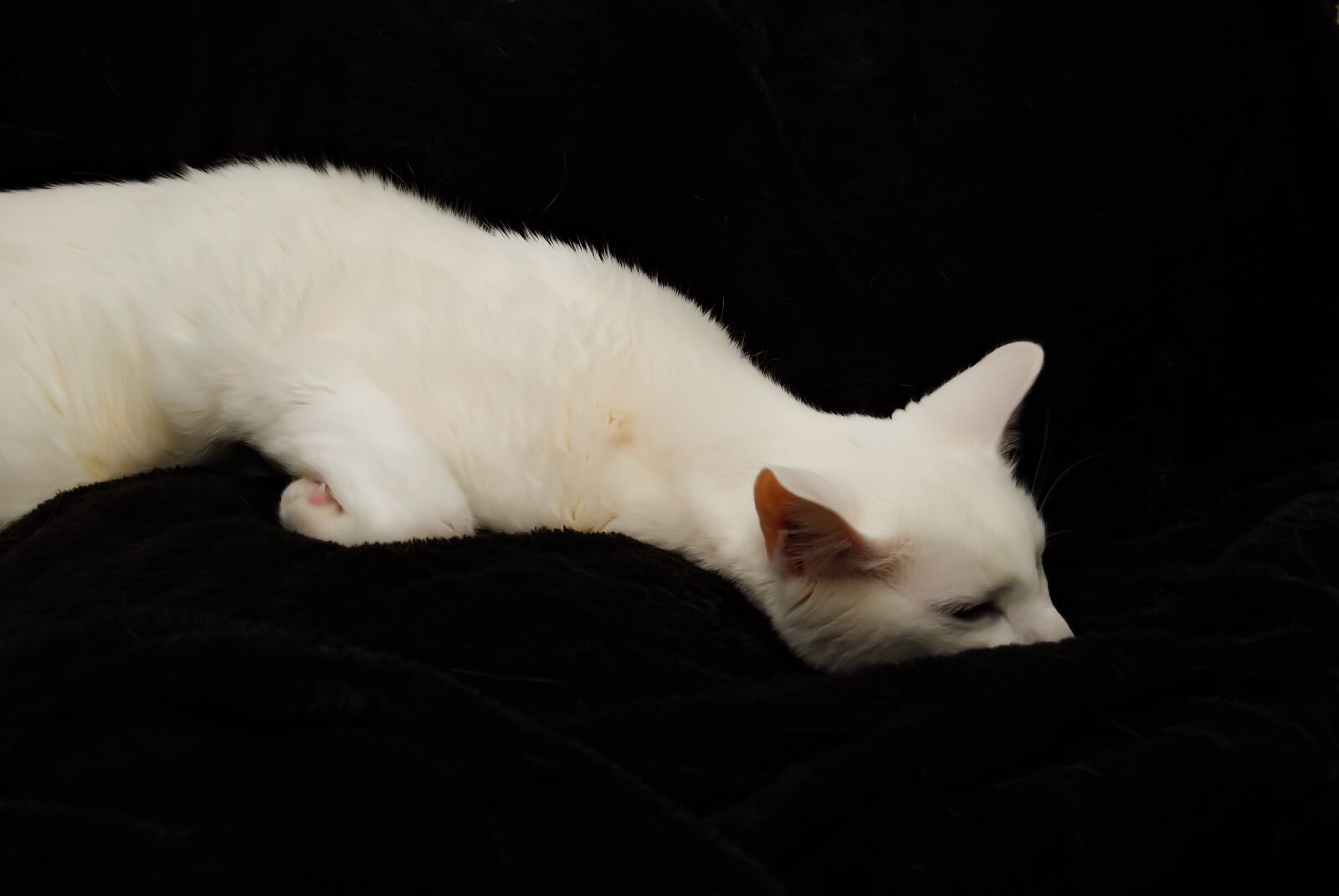 Nikon D3000 sample photo. Cat, white, sleep photography