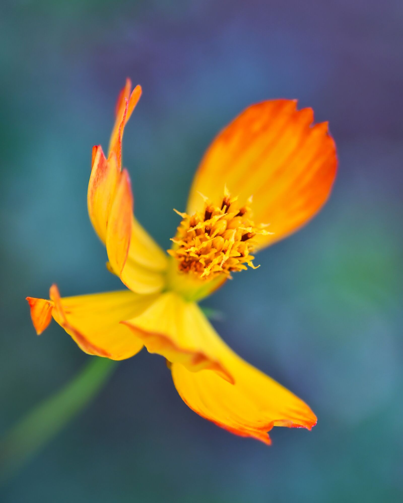 Nikon D500 + Tokina AT-X Pro 100mm F2.8 Macro sample photo. Flower, orange, cosmos photography