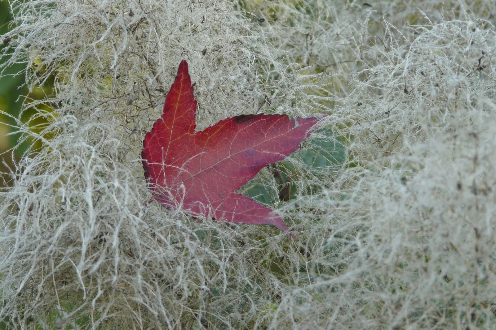 Panasonic DMC-FZ18 sample photo. Autumn leaves, red, white photography