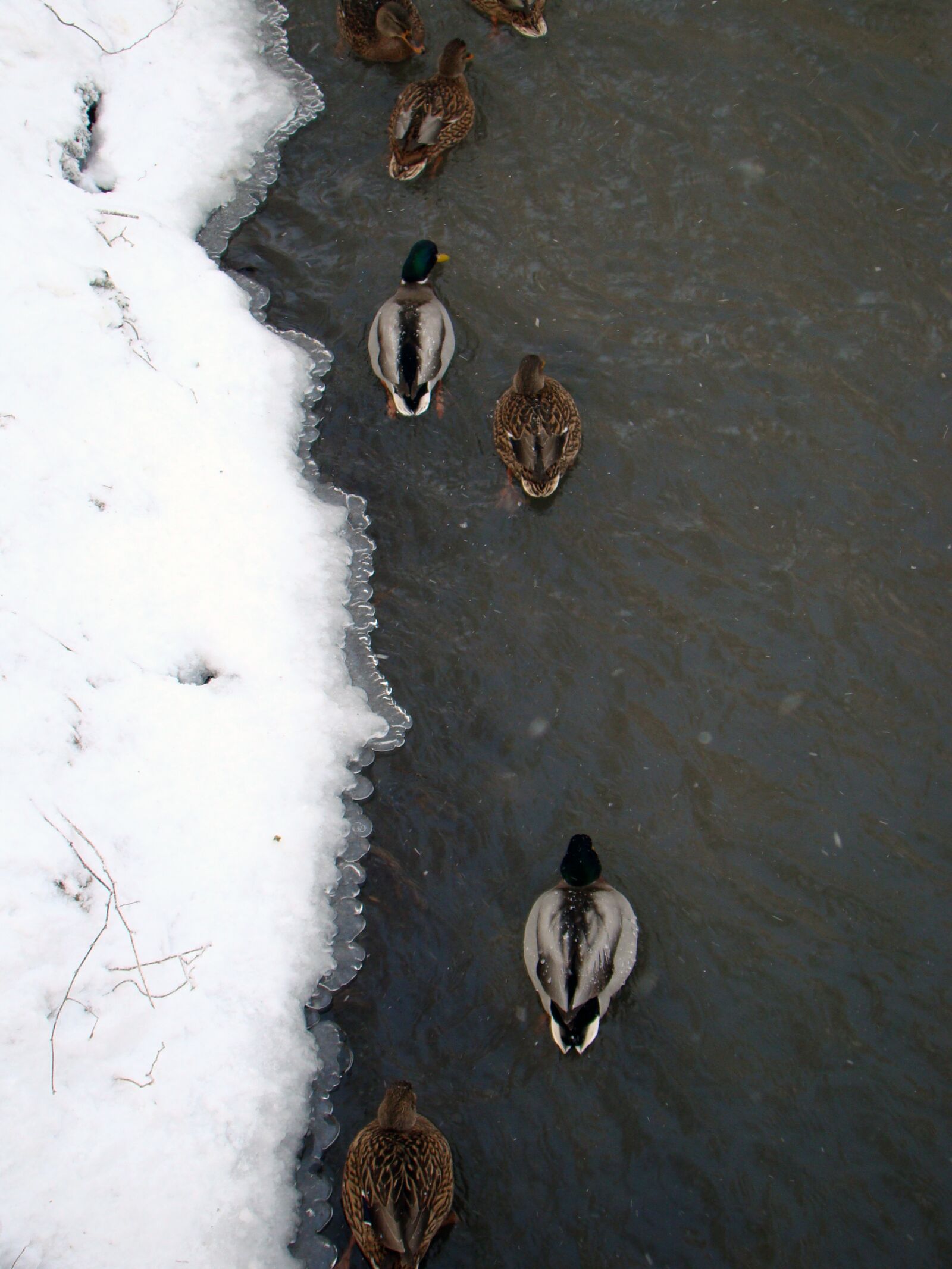 Sony Cyber-shot DSC-H50 sample photo. Ducks, winter, river photography