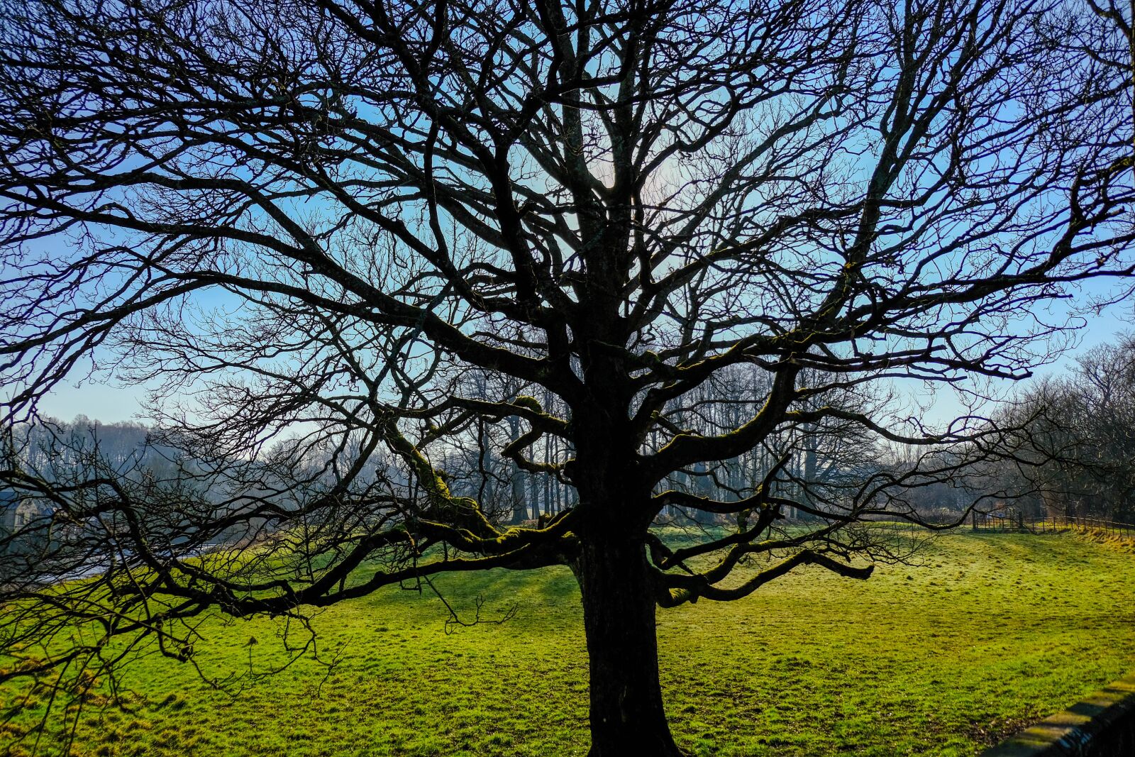 Fujifilm X-T3 sample photo. Blue, green, tree photography