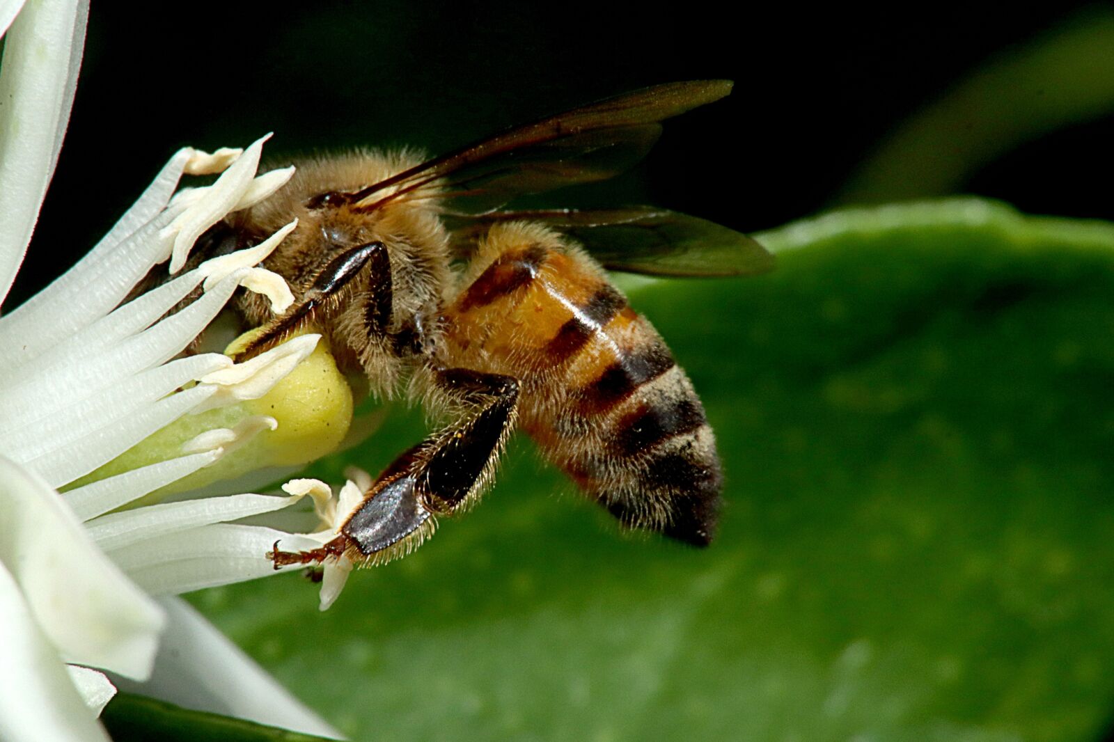 Canon EOS M50 (EOS Kiss M) sample photo. Bee, obrera, beekeeping photography