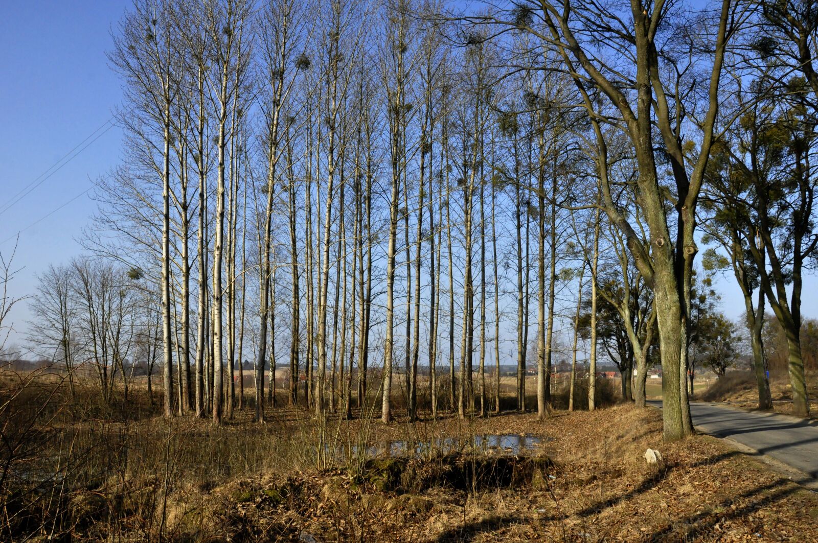 Nikon D90 sample photo. Forest, poland, nature photography