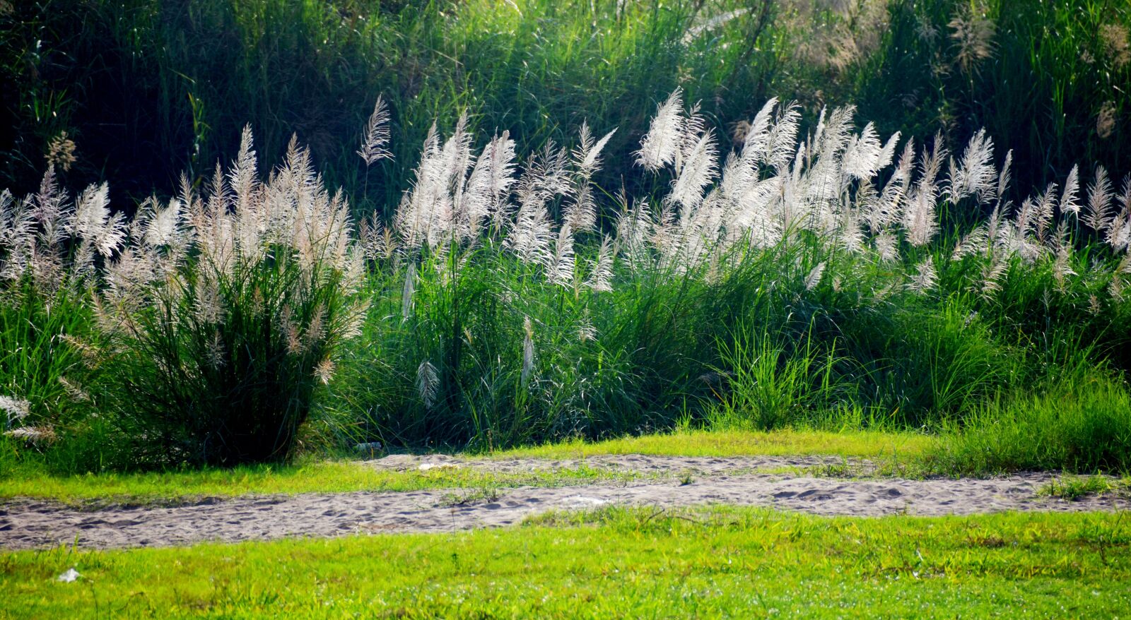 Nikon D7200 sample photo. Flower reed, white, lawn photography