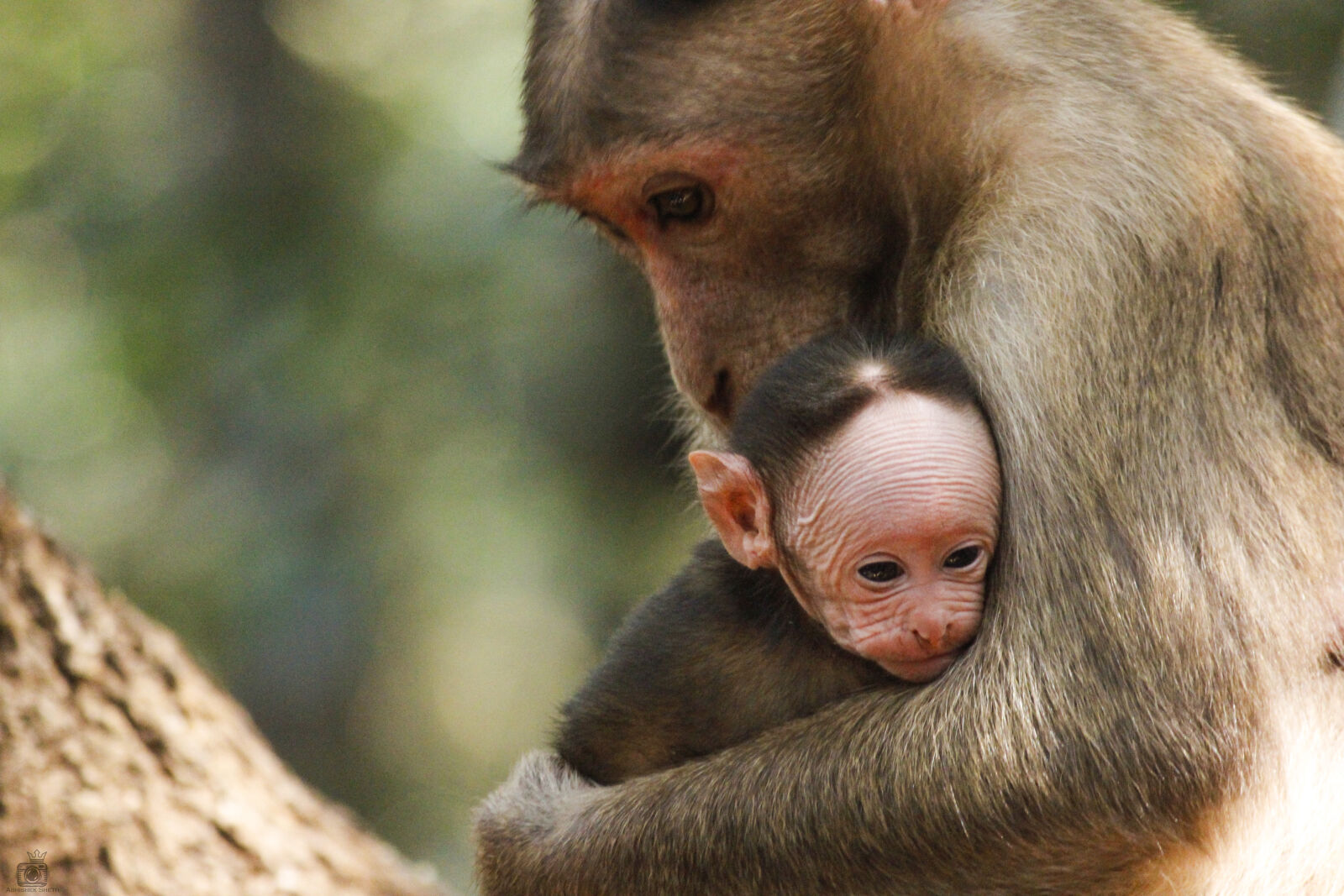 Canon EOS 600D (Rebel EOS T3i / EOS Kiss X5) sample photo. Animal, baby, monkey, child photography