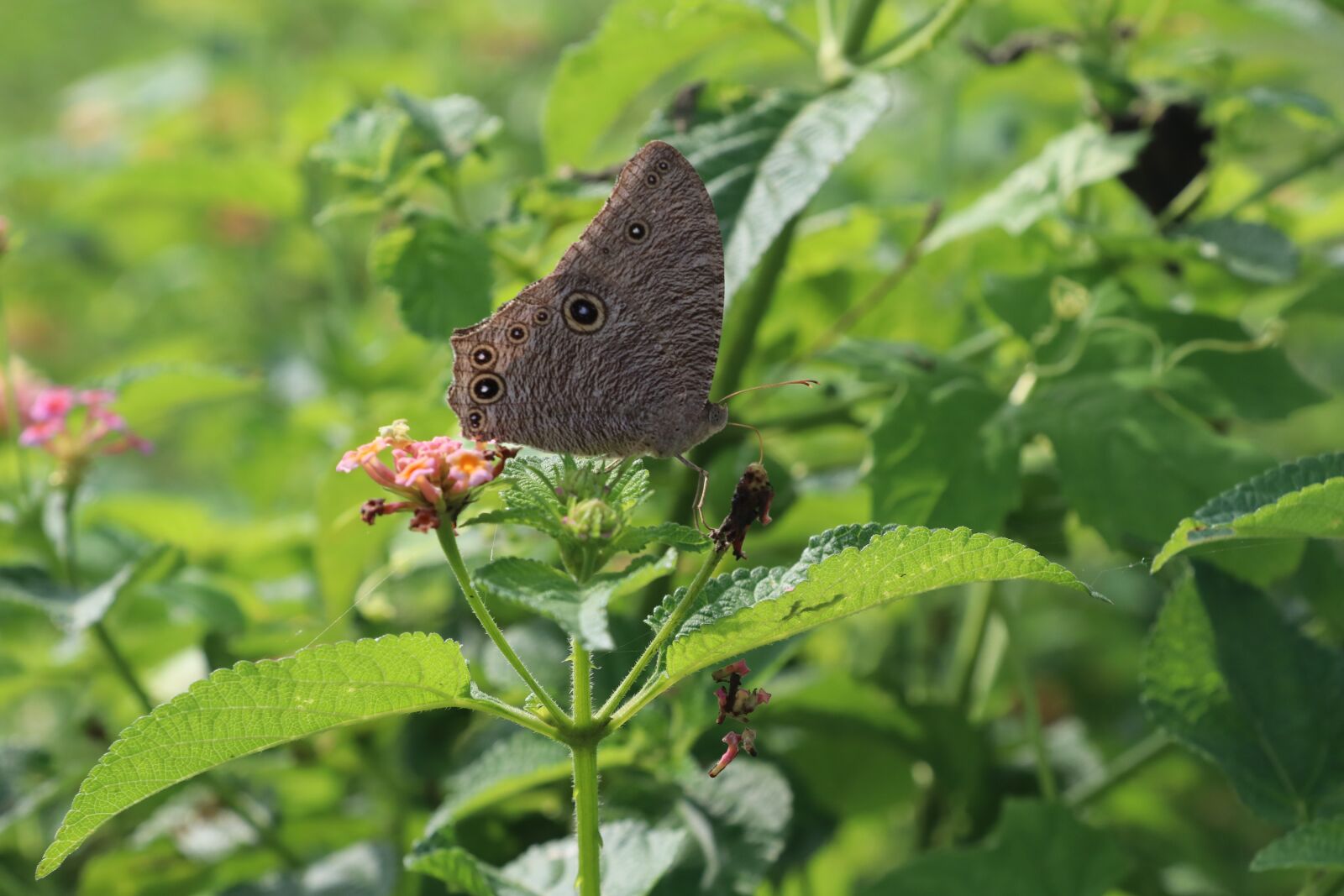 Canon EF-S 18-135mm F3.5-5.6 IS USM sample photo. Butterflies, indian butterflies, insects photography