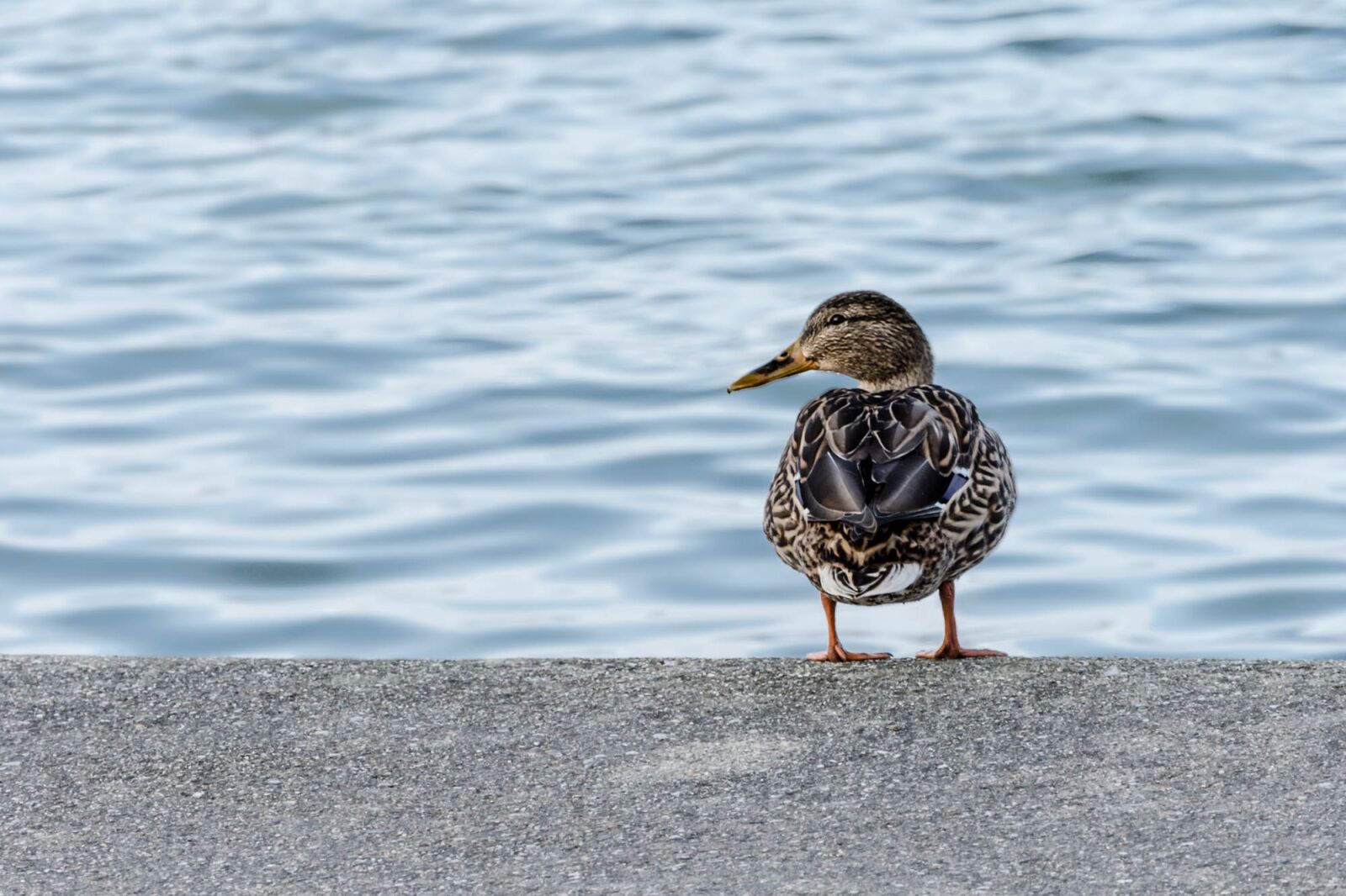 Nikon D7200 sample photo. Bird, body of water photography