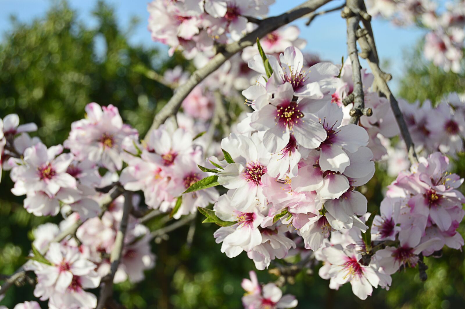 Nikon D3200 sample photo. Almond flowers, flowery branch photography