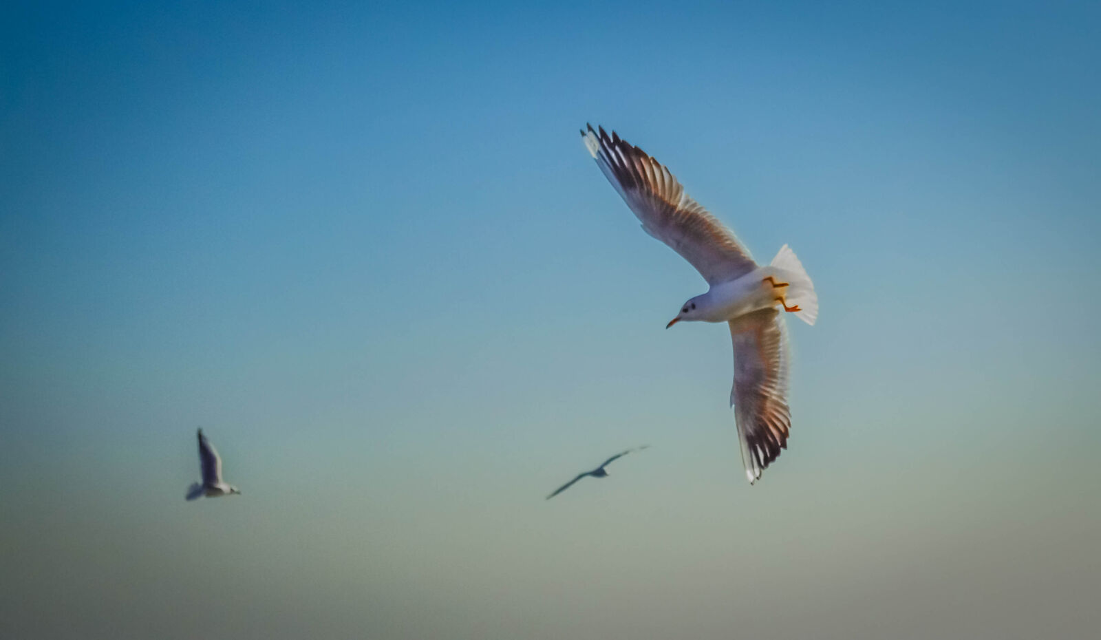 Nikon D3200 sample photo. Autumn, azov, birds, leaves photography
