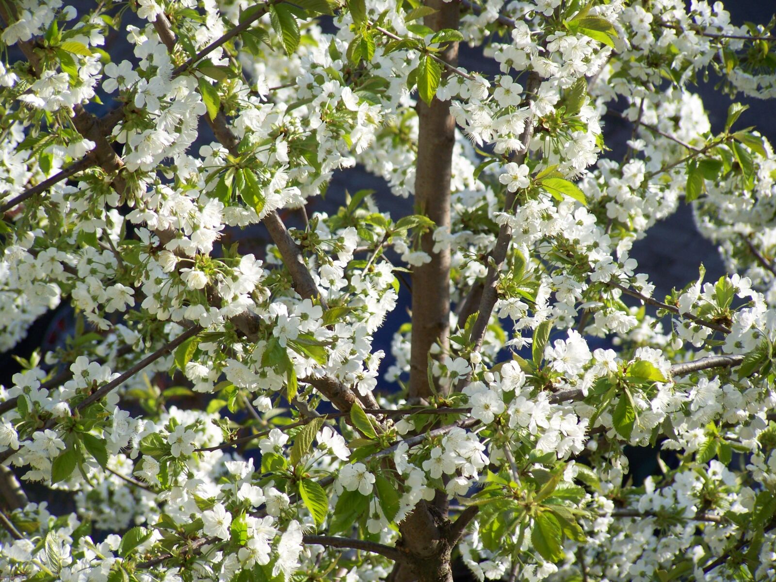 Kodak EASYSHARE ZD710 ZOOM DIGITAL CAMERA sample photo. Spring, flowers, nature photography