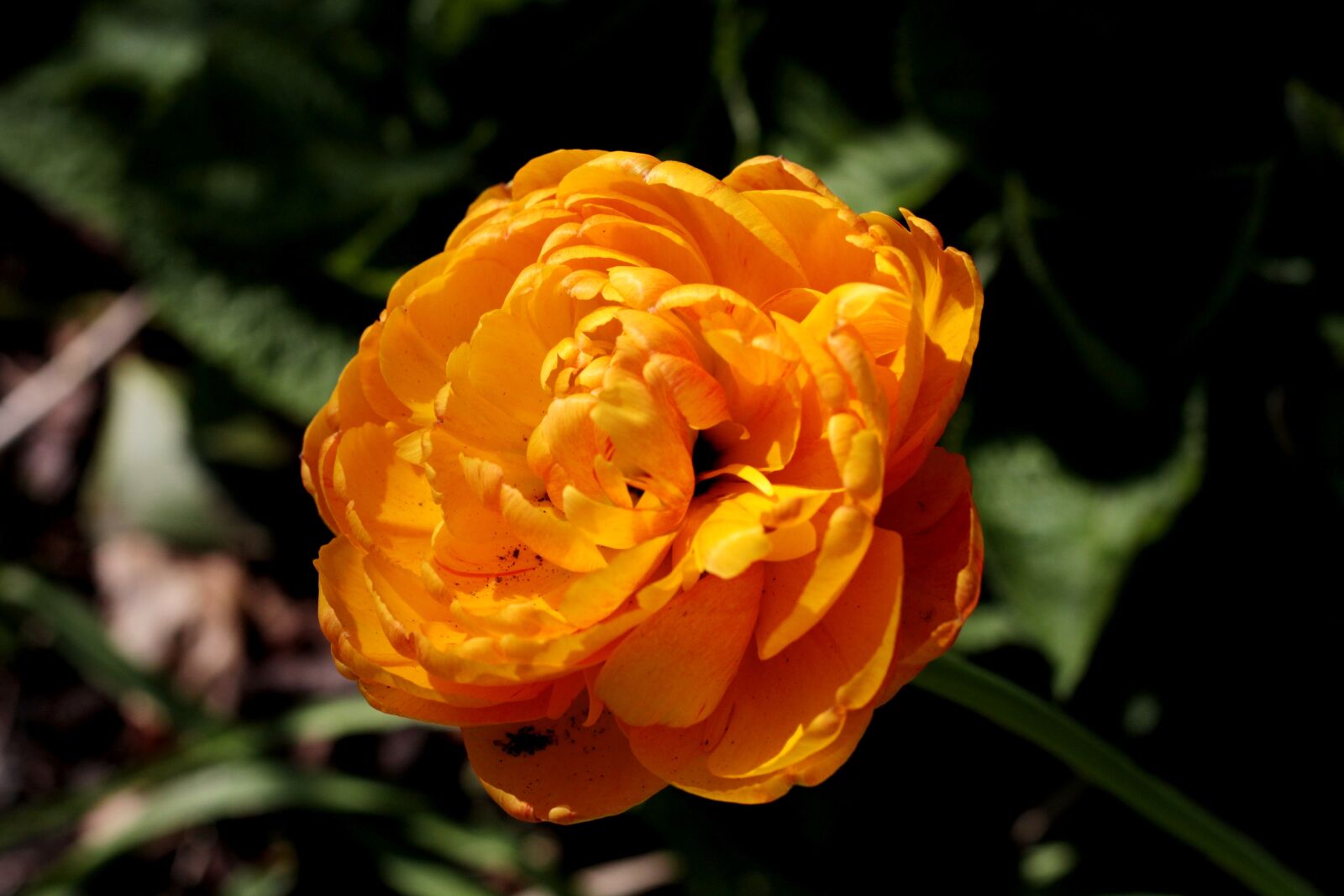 Canon EOS 600D (Rebel EOS T3i / EOS Kiss X5) + Canon EF 50mm F1.8 STM sample photo. Tulipa sunlover, tulip, orange photography